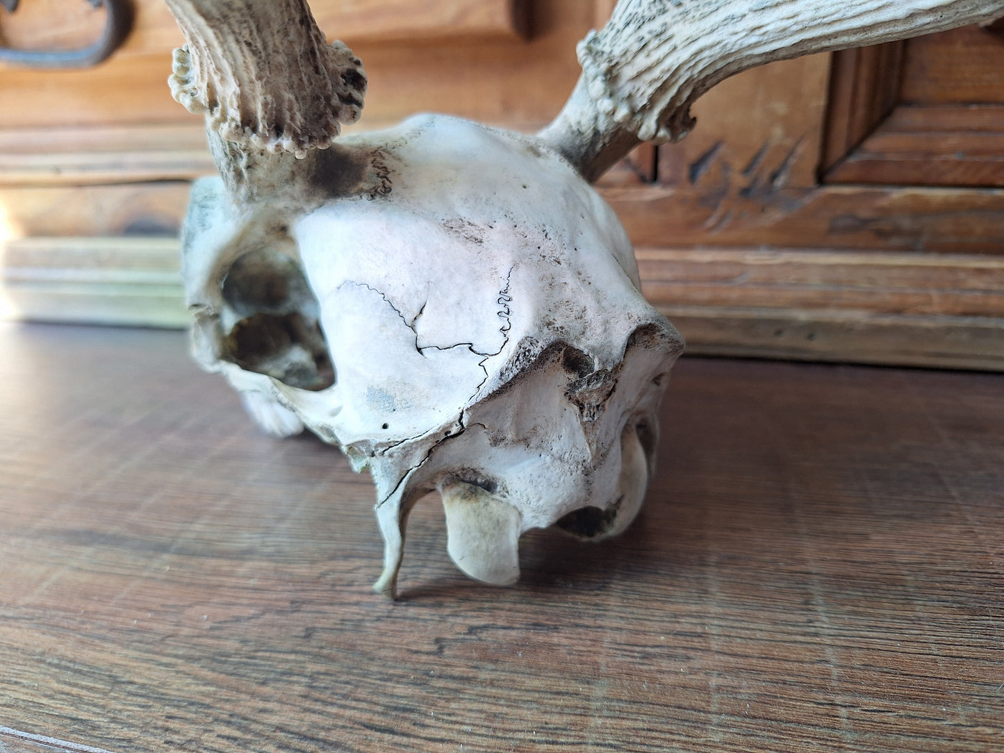 Red deer skull #2