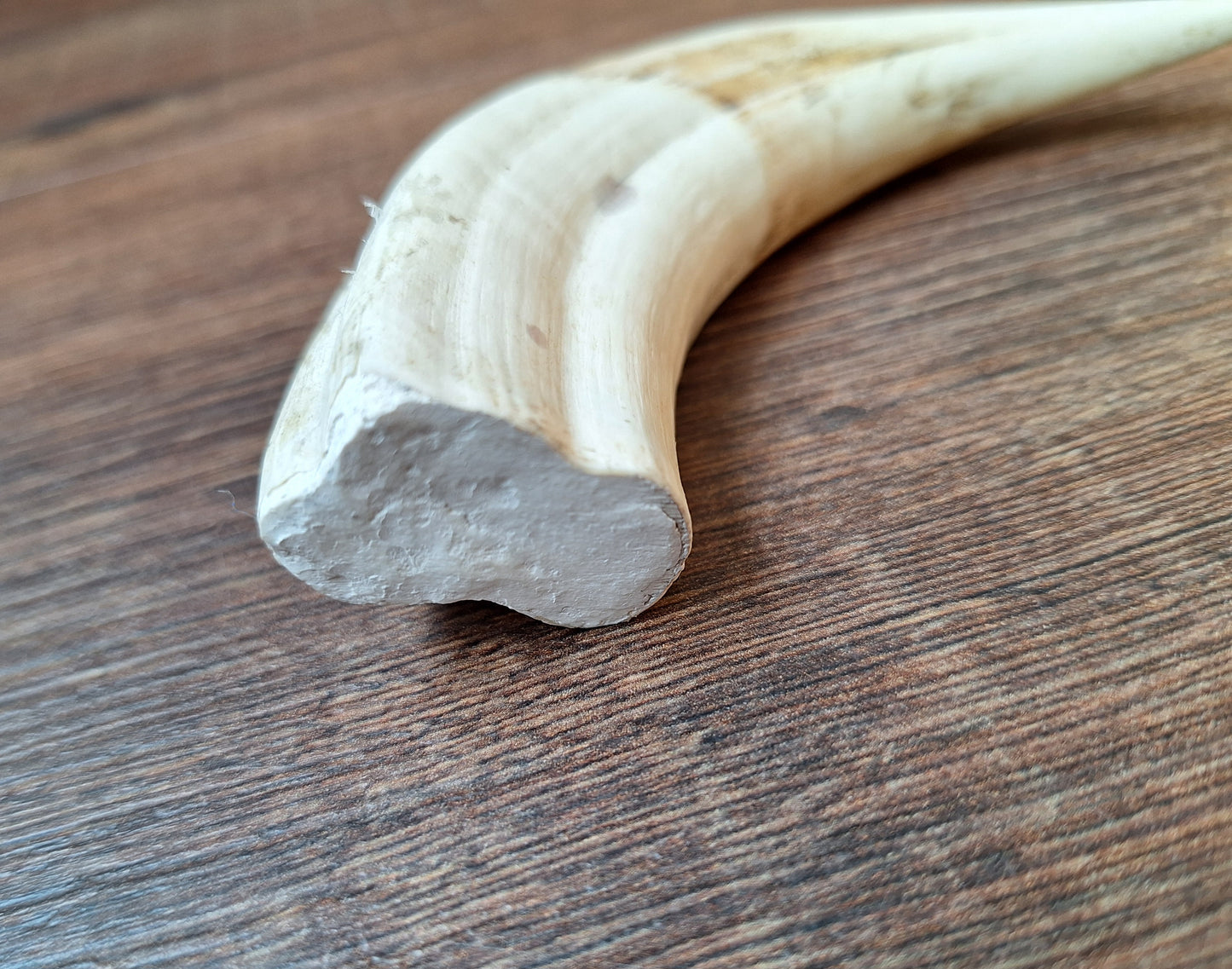 Wart hog tusk