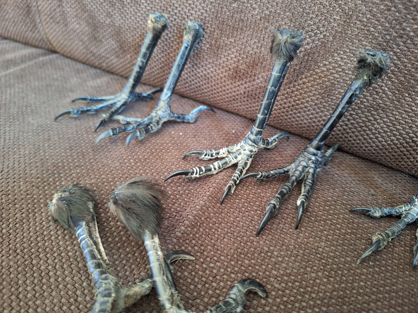 Crow claws pair, standing-shape