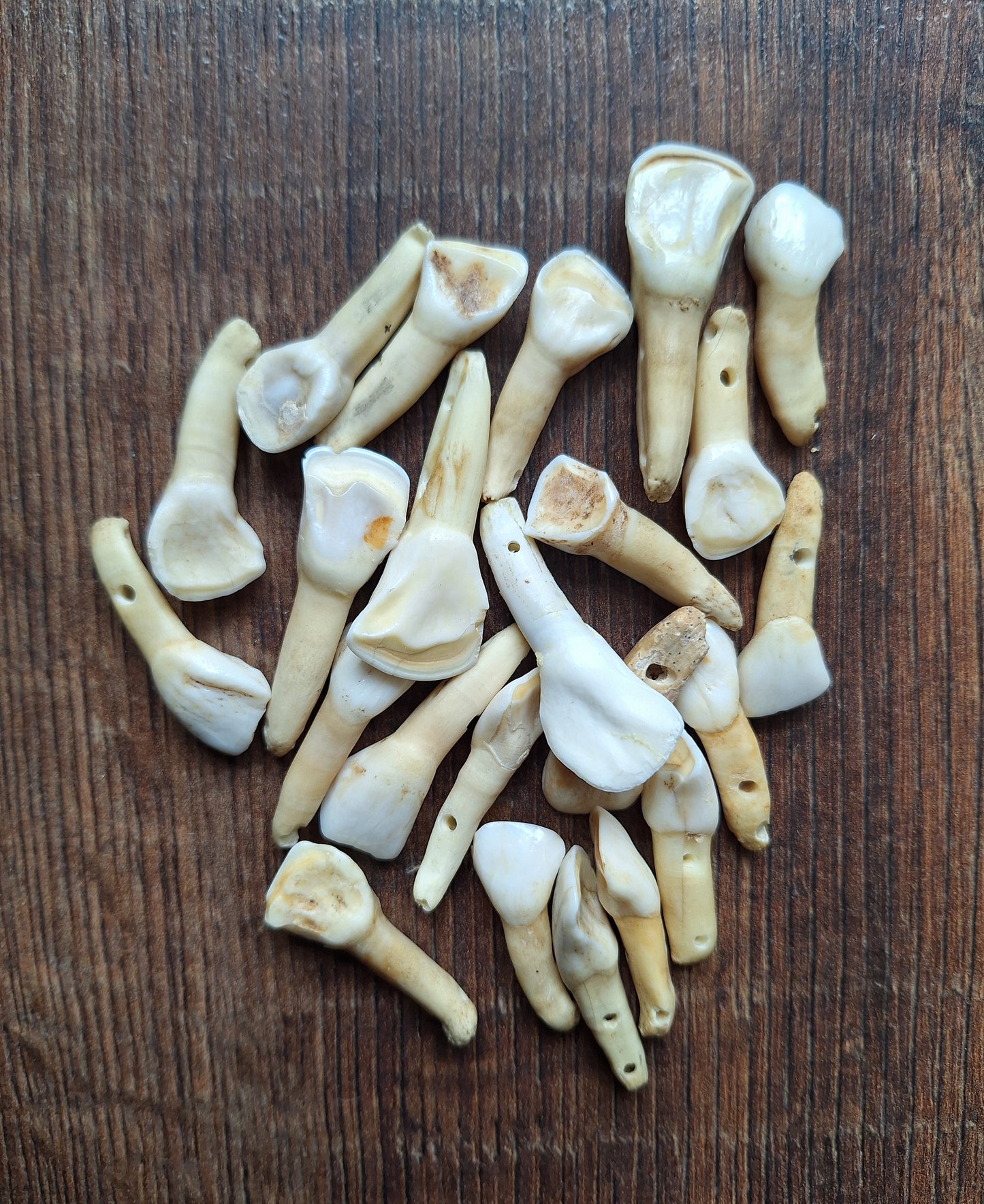 Cow teeth, B-quality