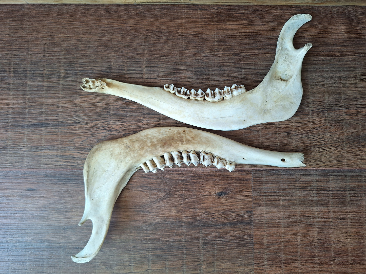 Red deer skull