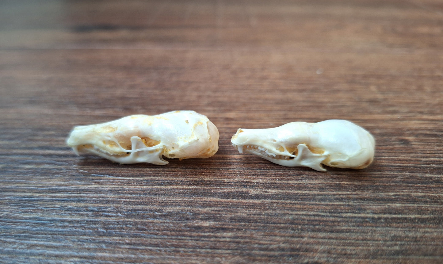 Mole skull