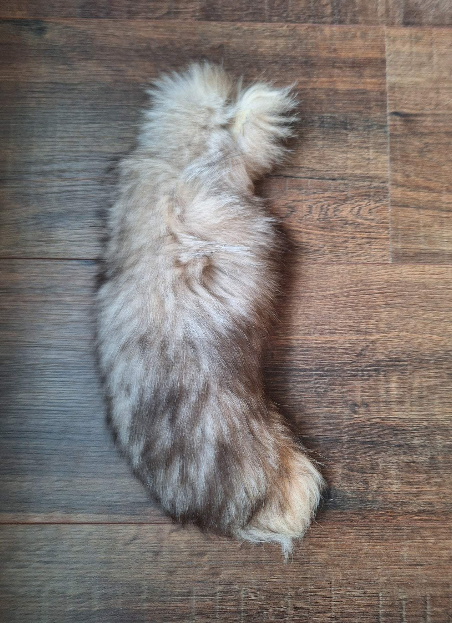 Painted silverfox tail