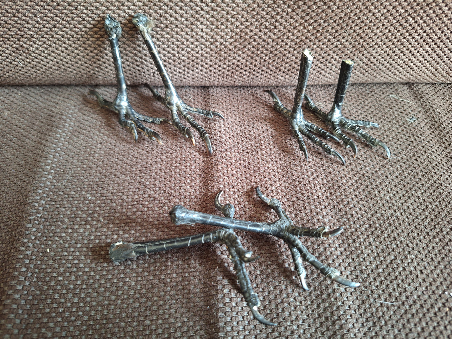 Jackdaw claws pair, standing-shape, B-quality