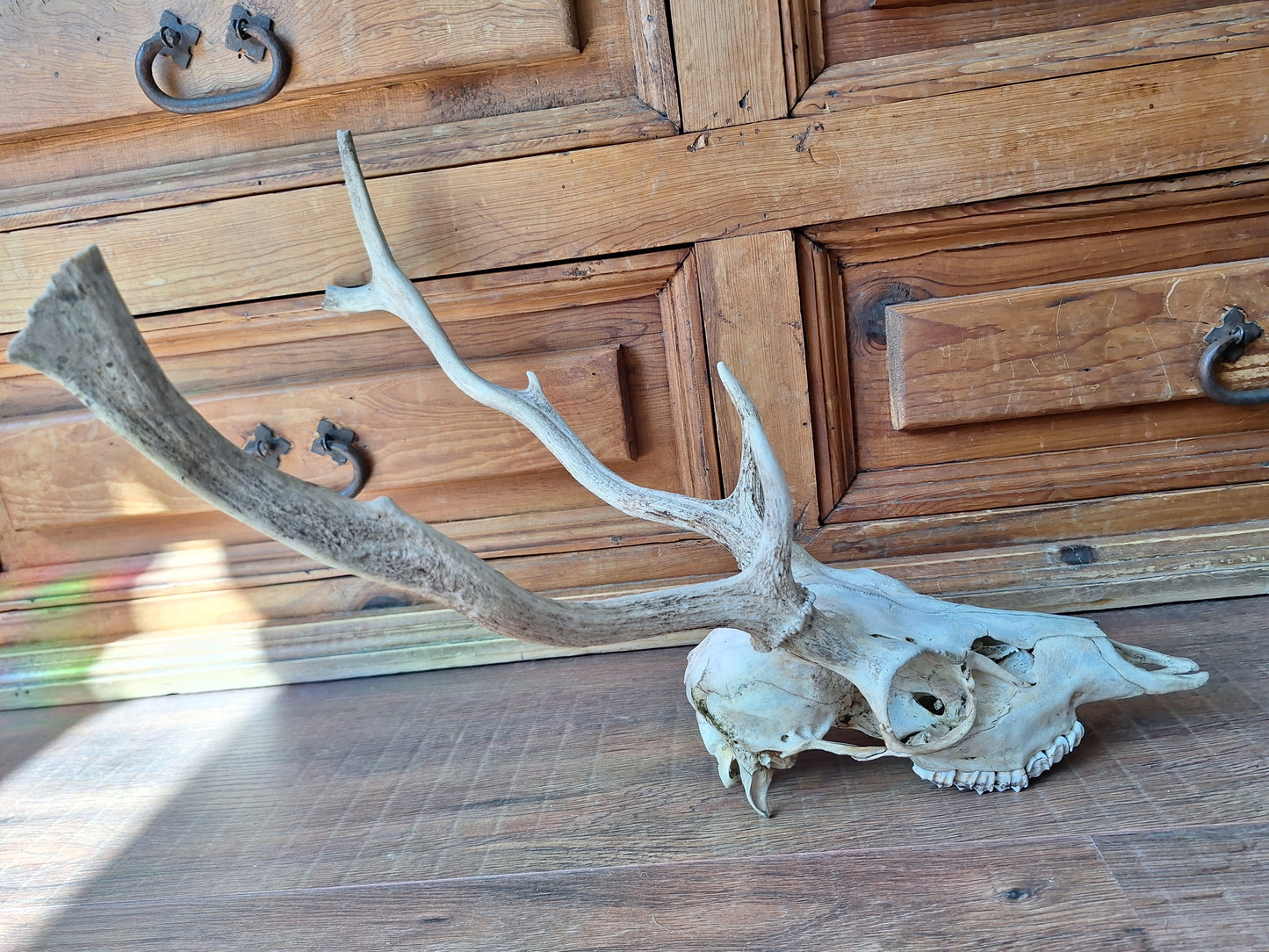 Red deer skull #2