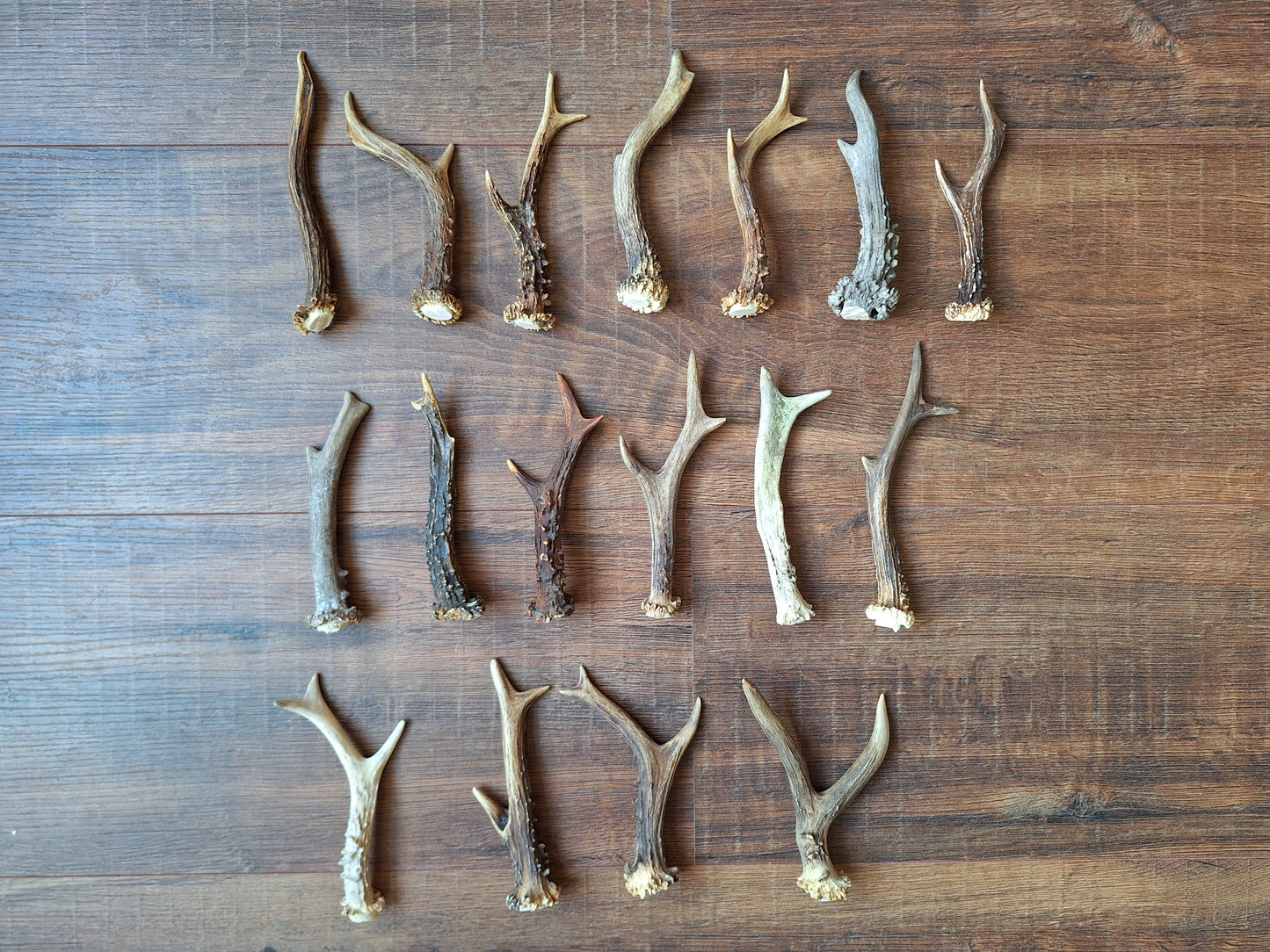 Roe deer antlers, single