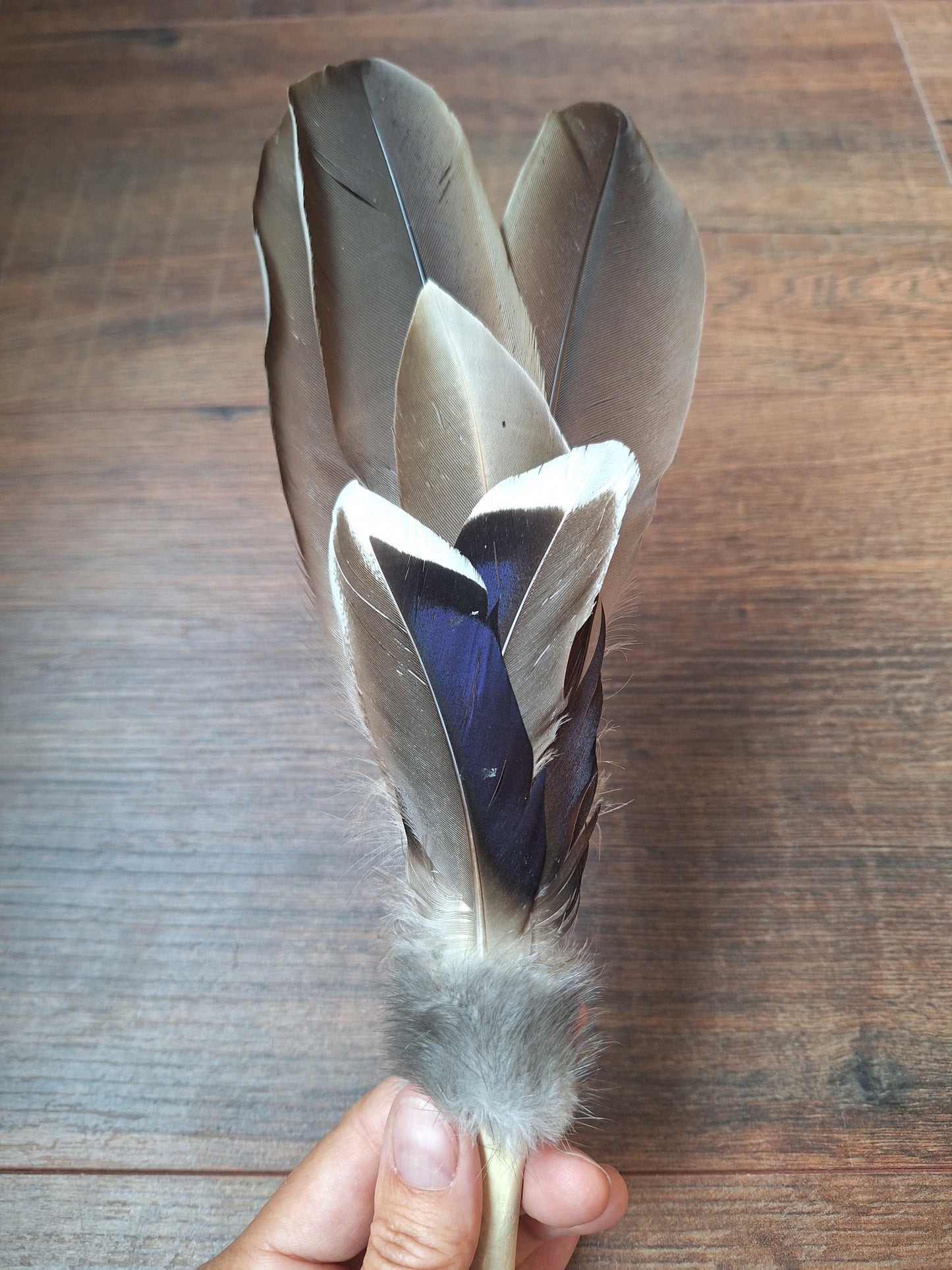 Bone feather fan Duck