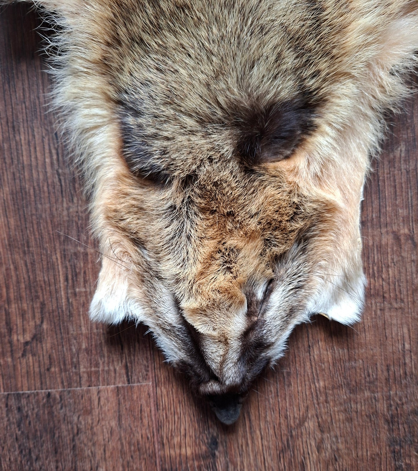 Coati hide