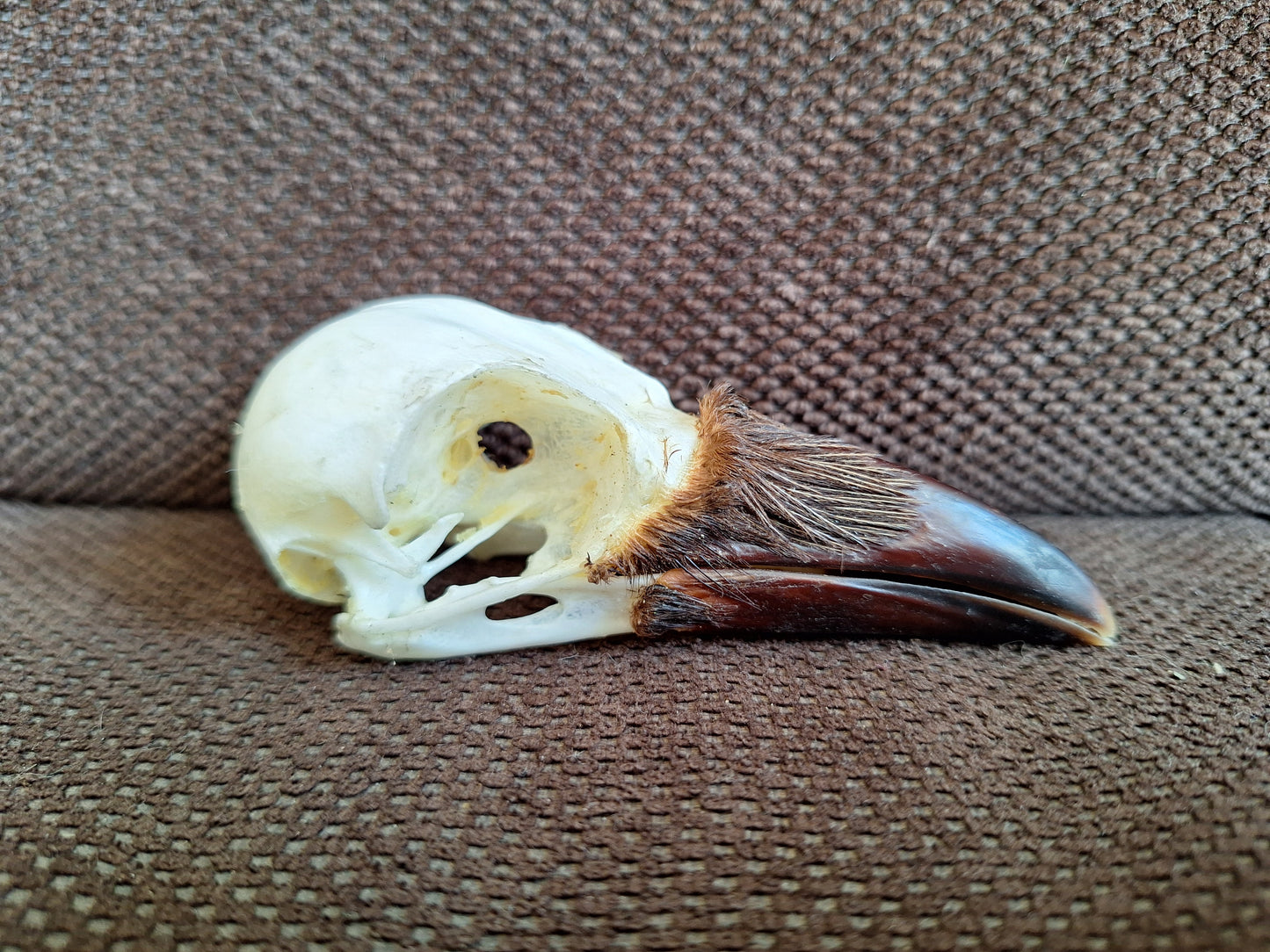 Crow skull #33