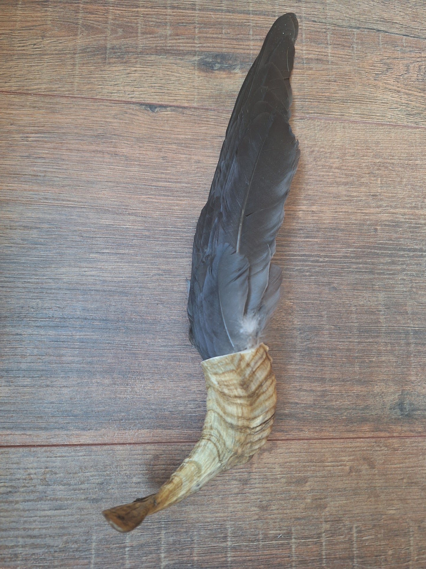 Horn feather fan Crow