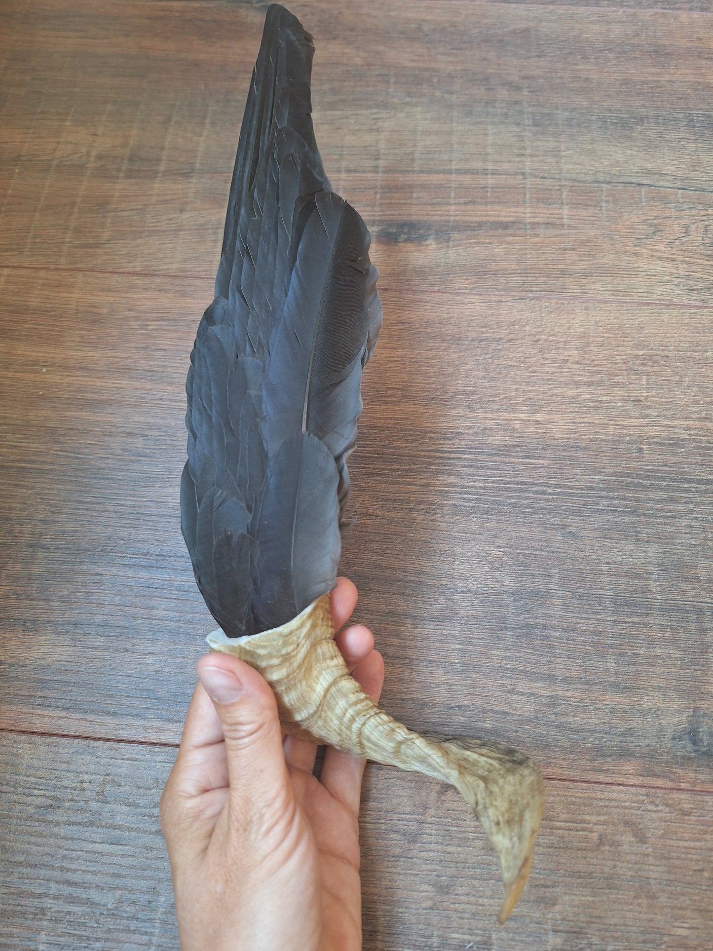 Horn feather fan Crow
