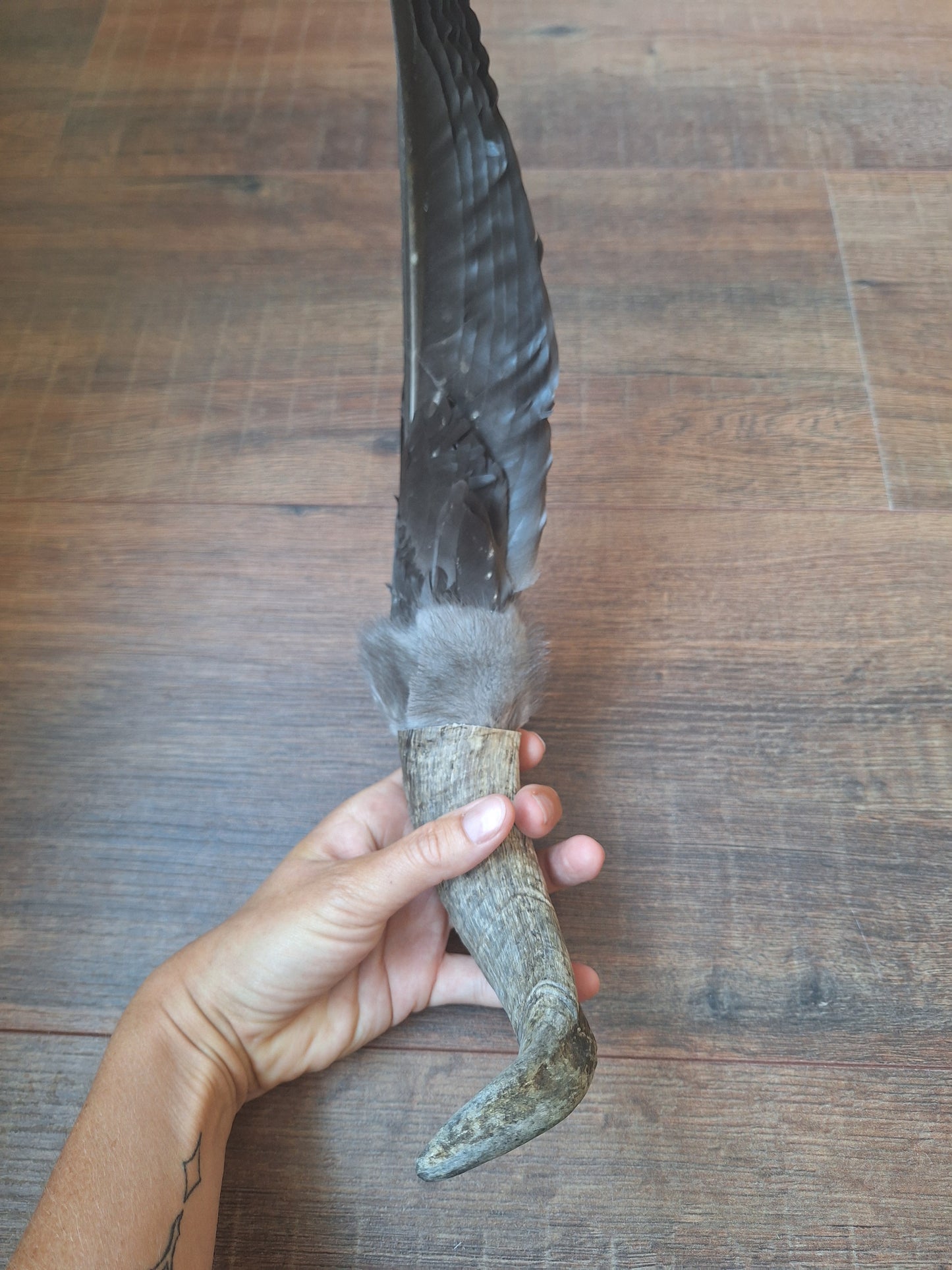 Horn feather fan Crow