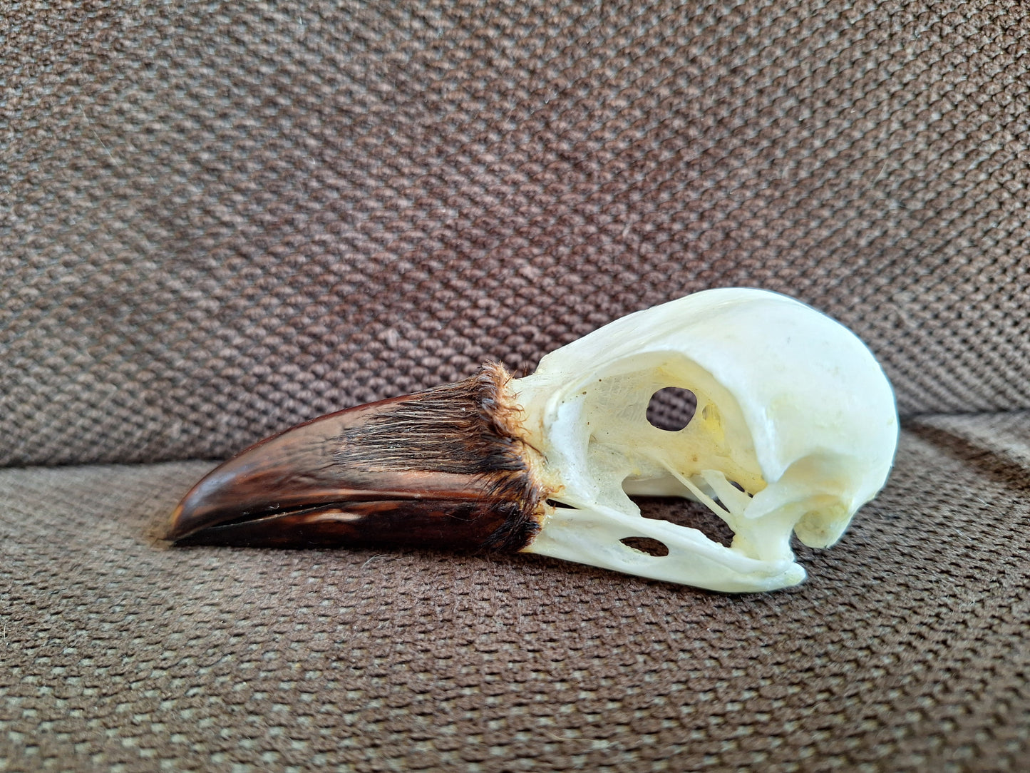 Crow skull #31