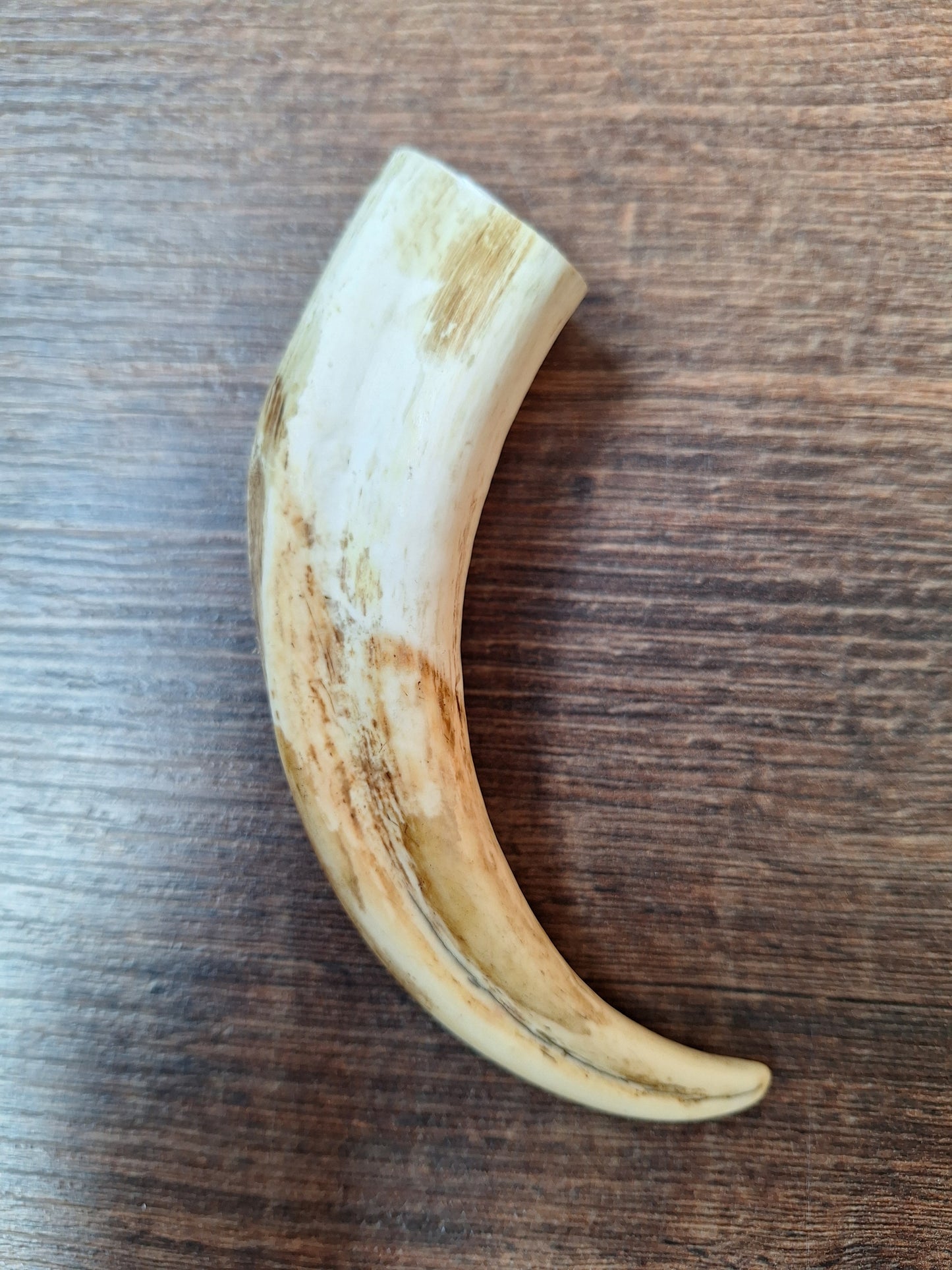 Wart hog tusk