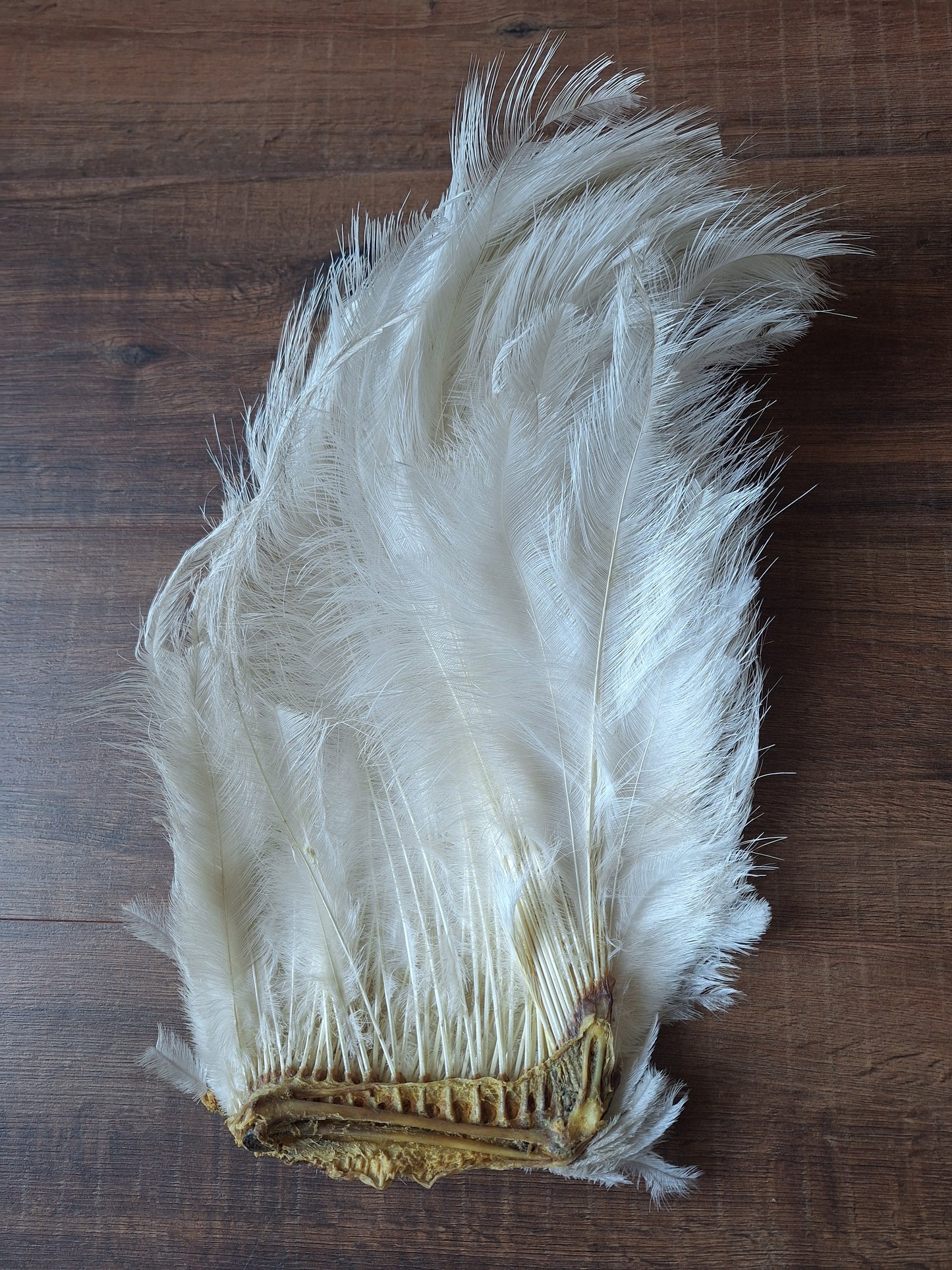 Nandu wing piece, large