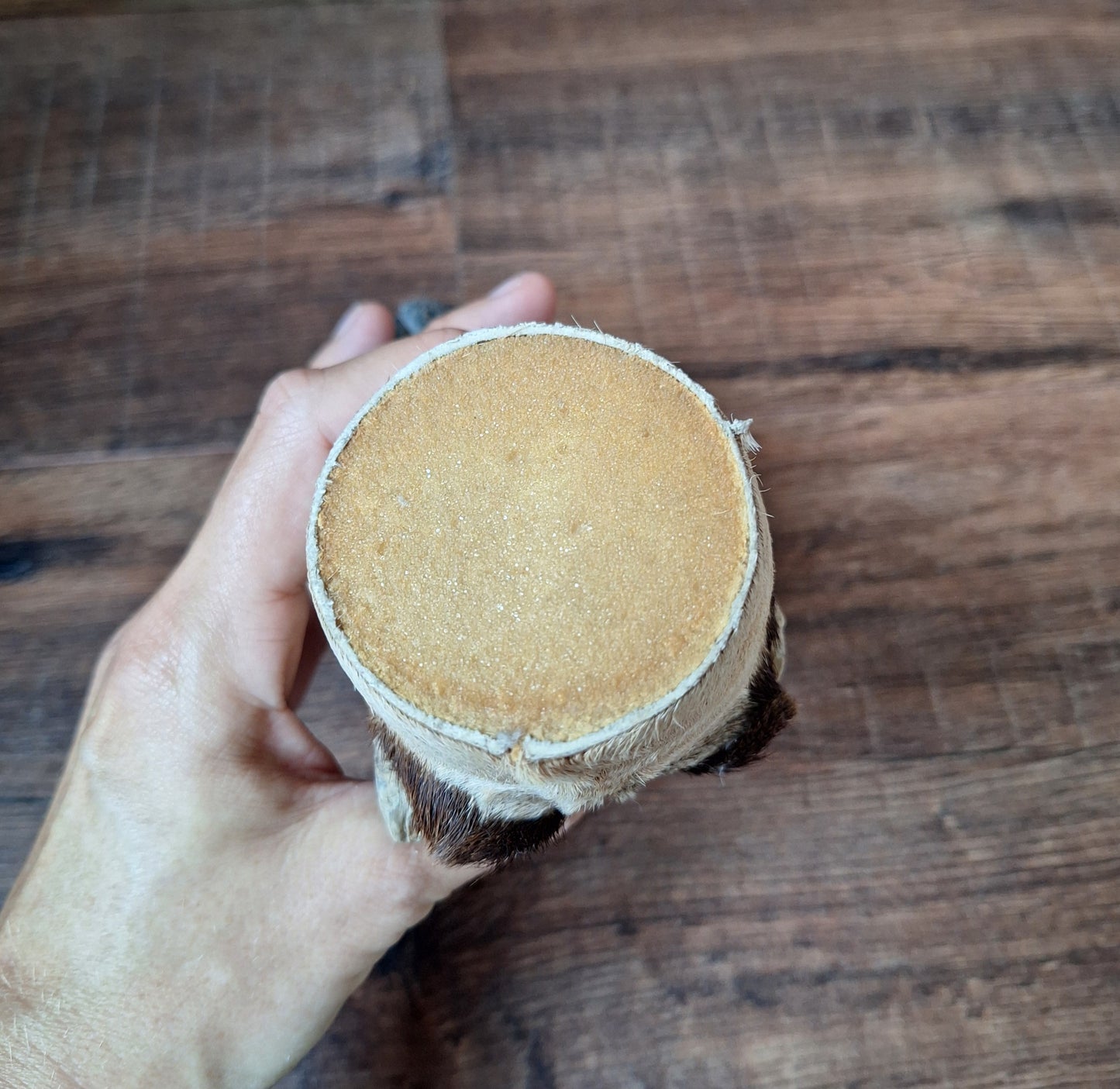 Vintage gemsbok foot