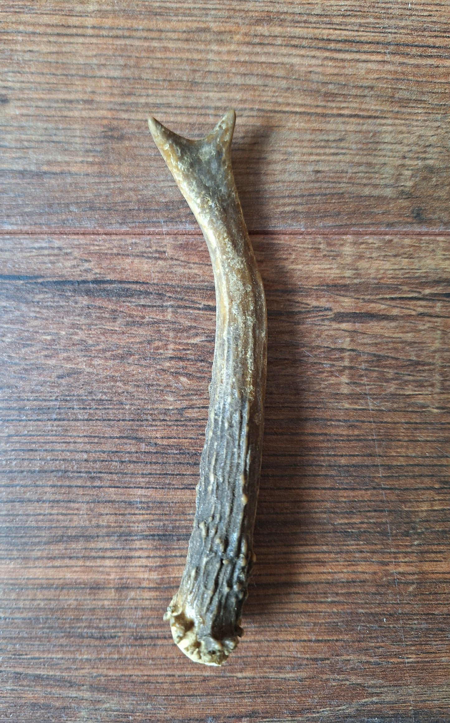 Roe deer antlers small, single