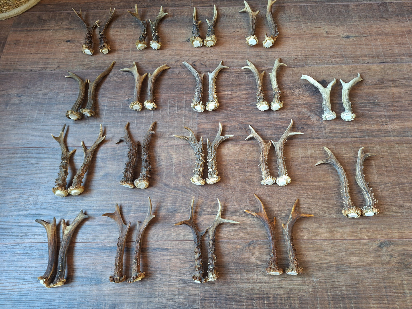 Roe deer antlers, set of two