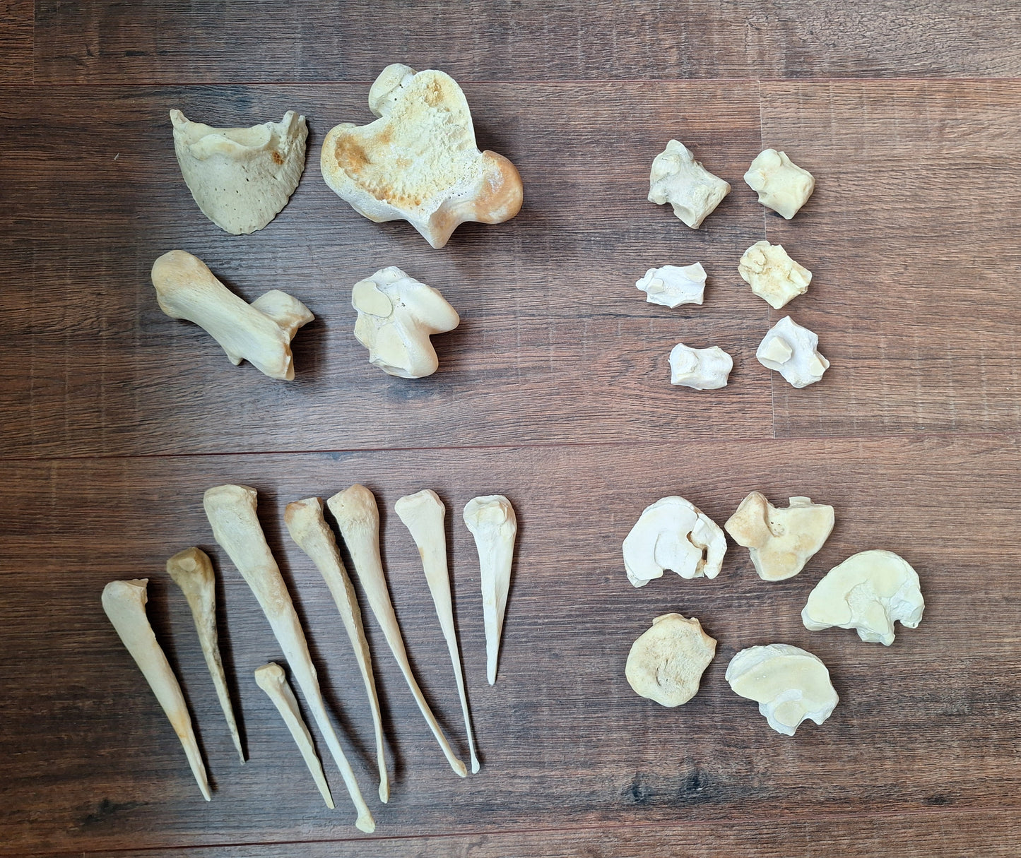 Horse leg bones, crafting sets