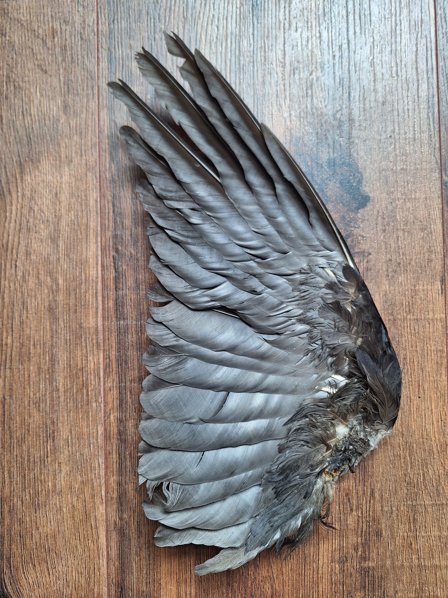 Crow single wing #42