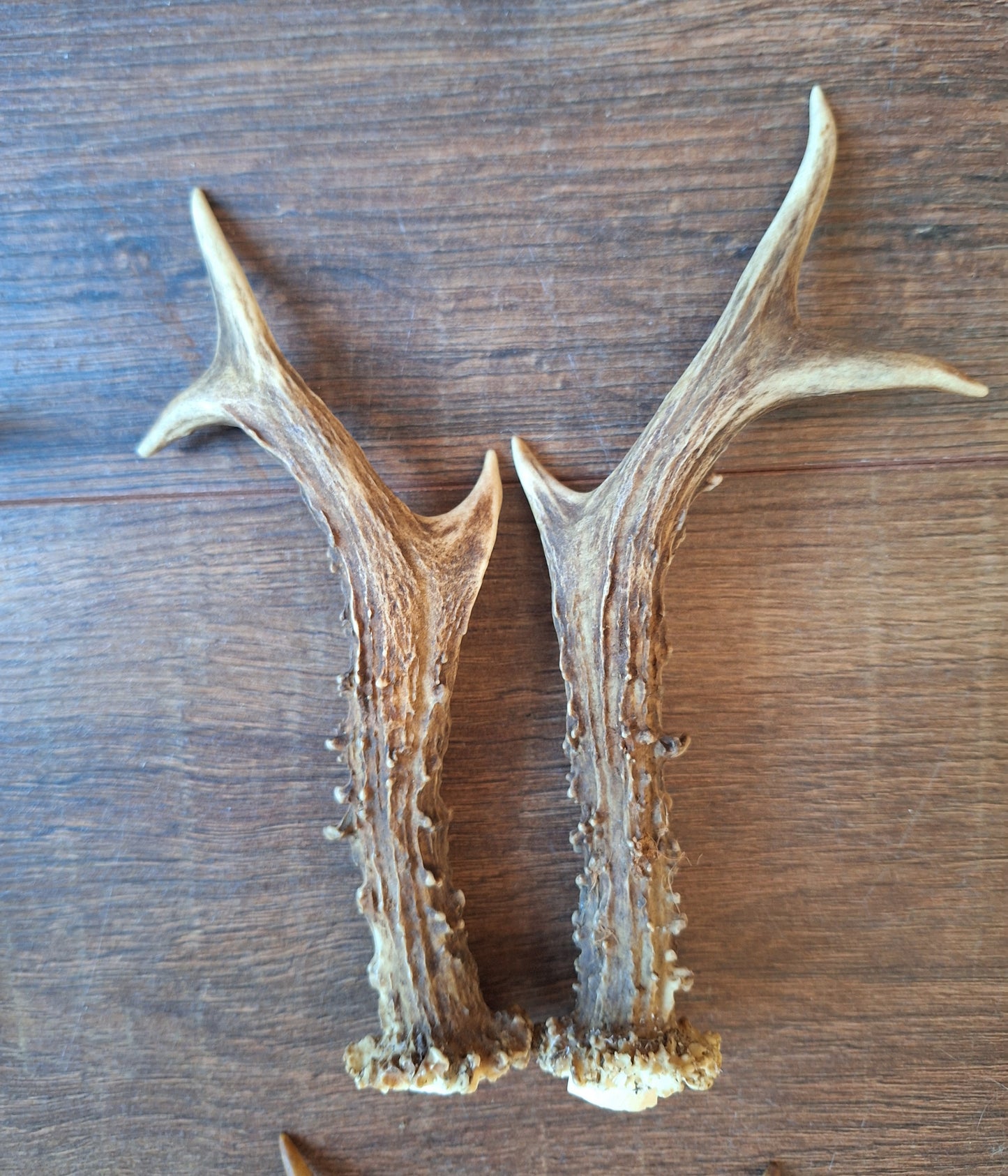 Roe deer antlers, set of two