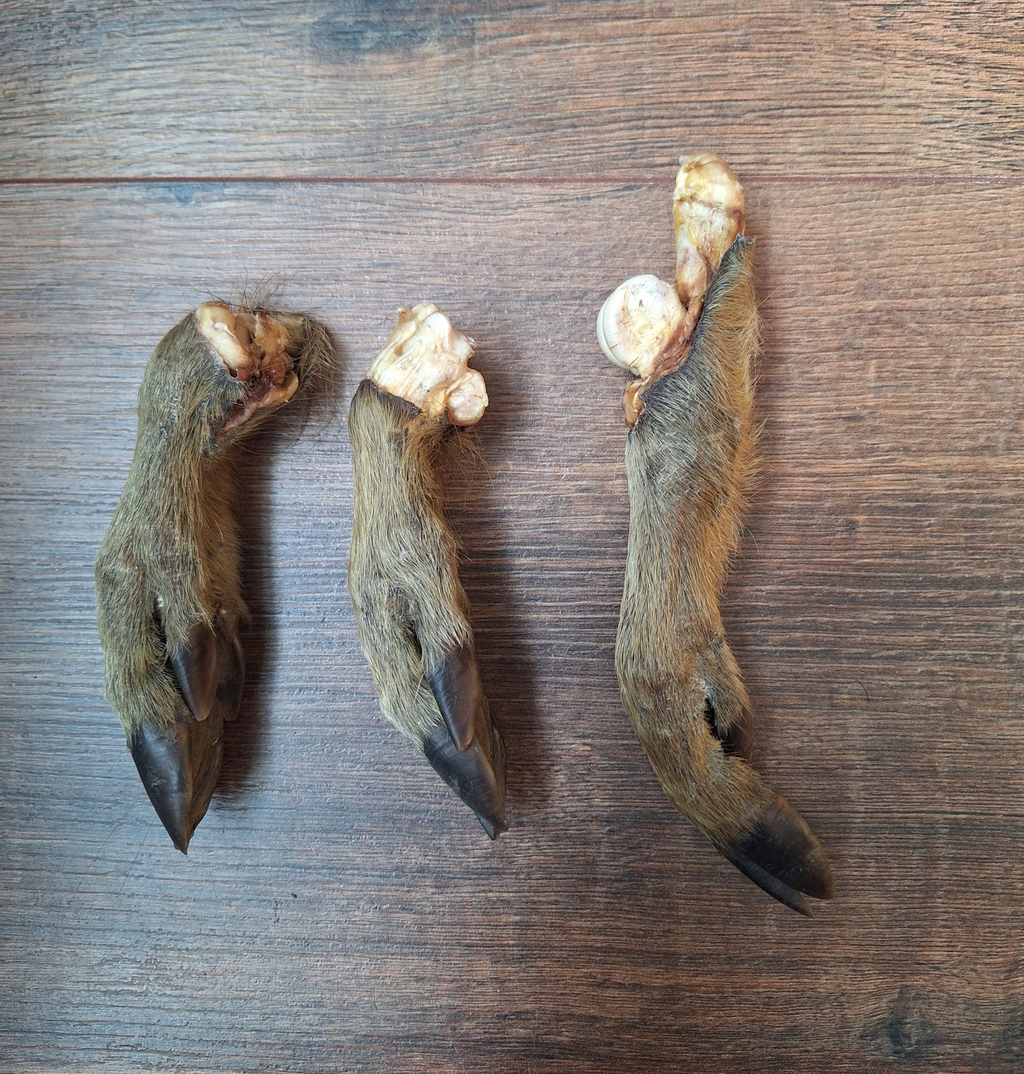 Wild boar lower legs
