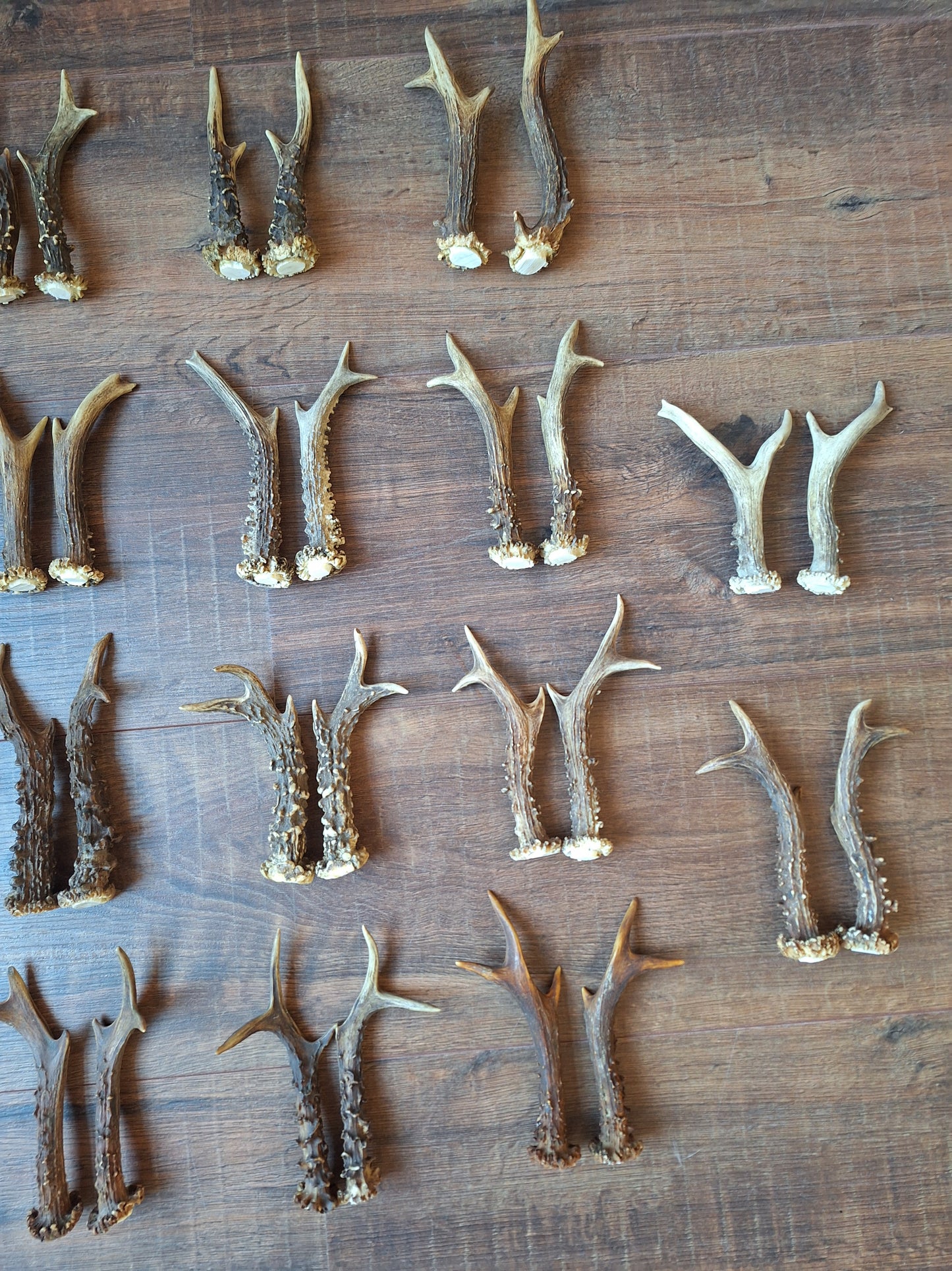 Roe deer antlers, set of two