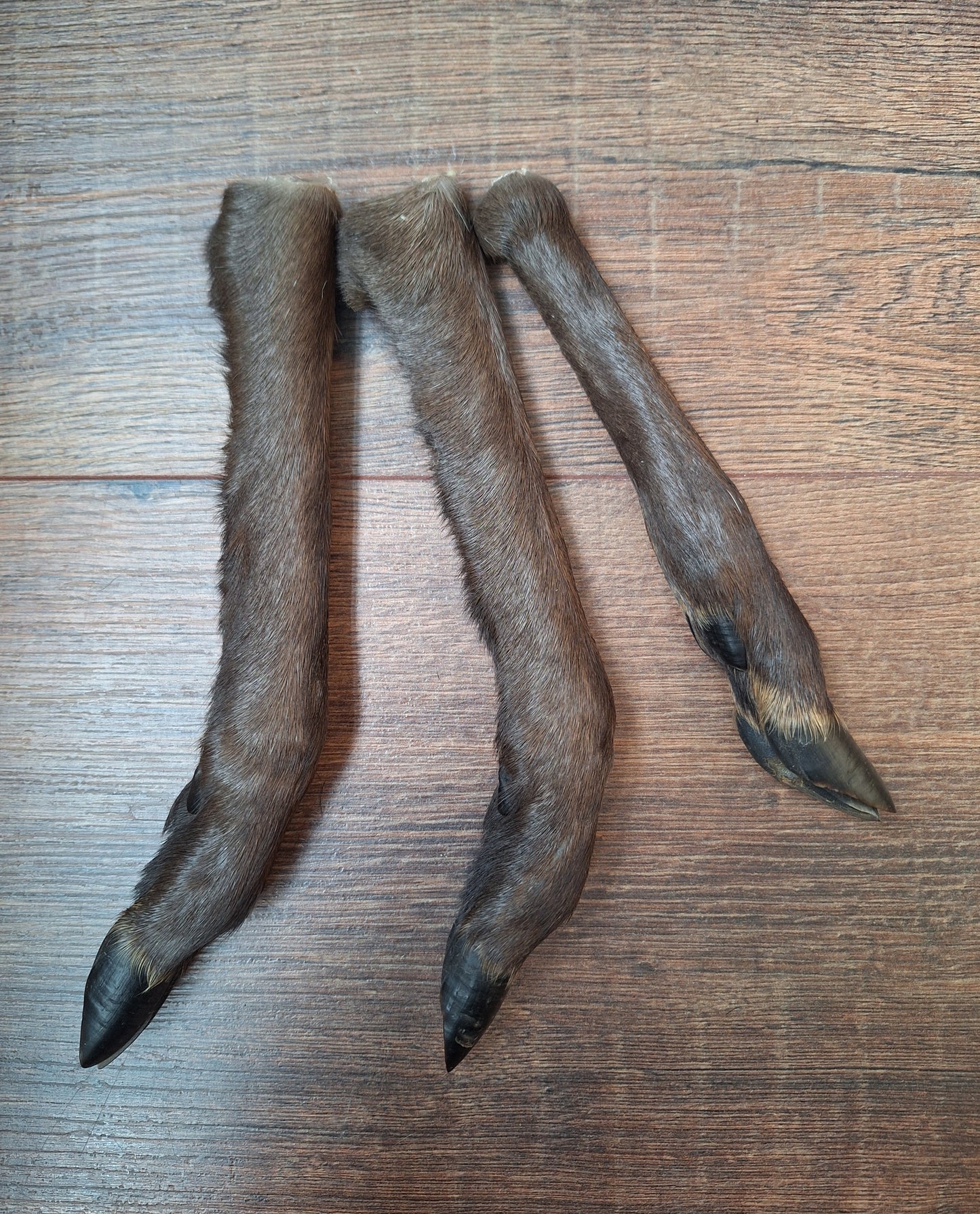 Black roe deer lower legs
