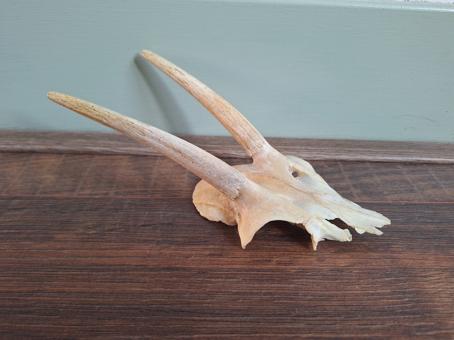 Dorcas gazelle skull cap