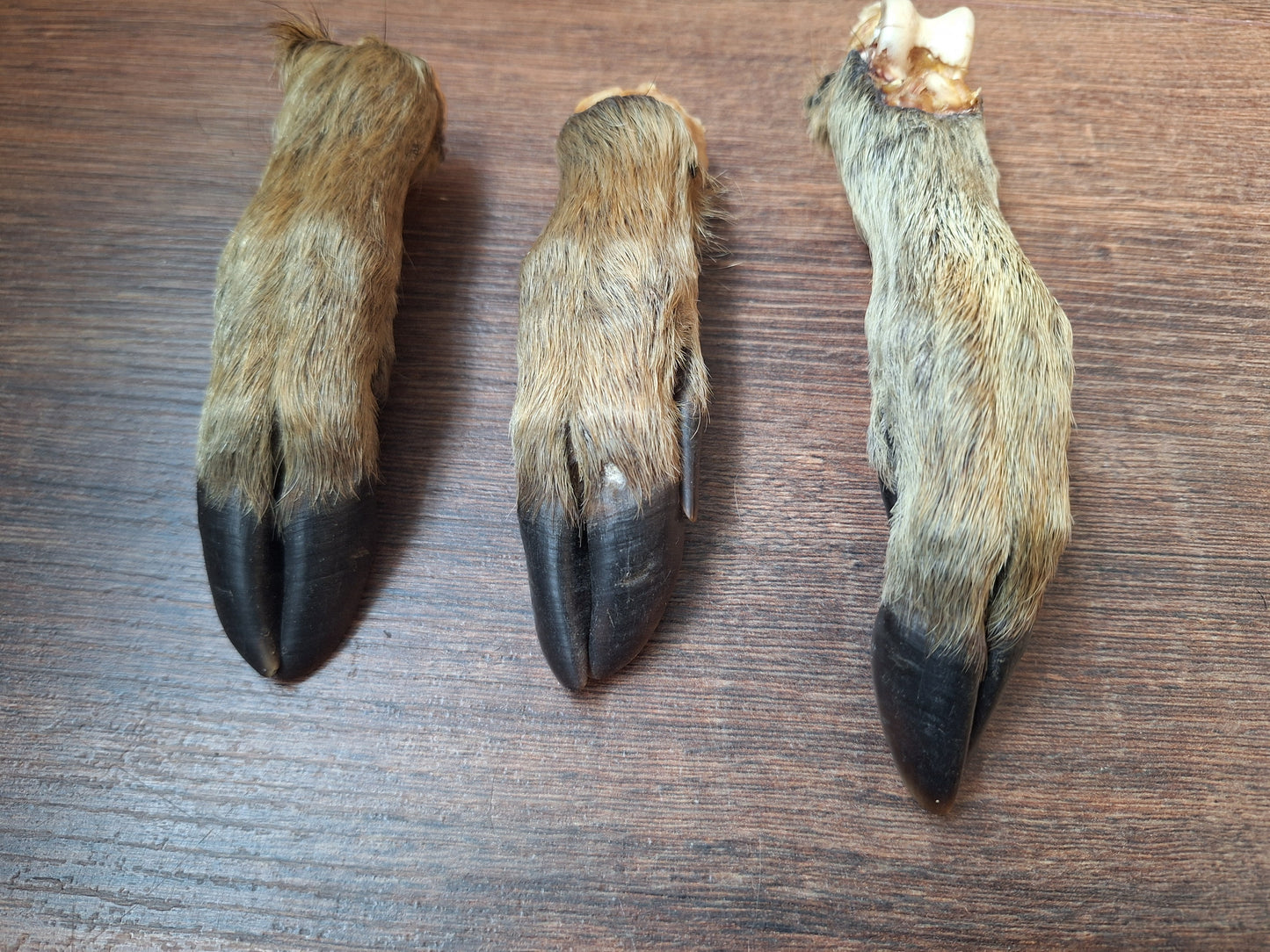 Wild boar lower legs