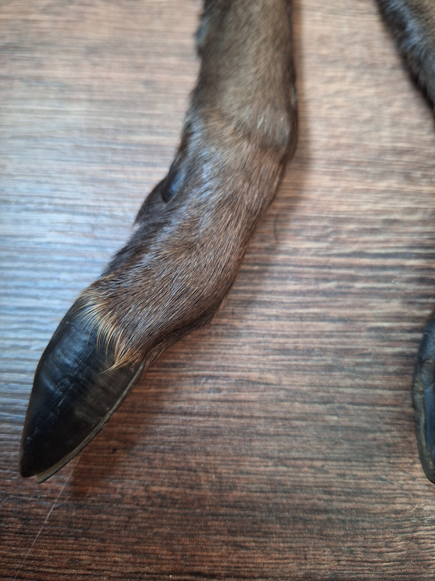 Black roe deer lower legs