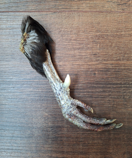 Chicken lower leg