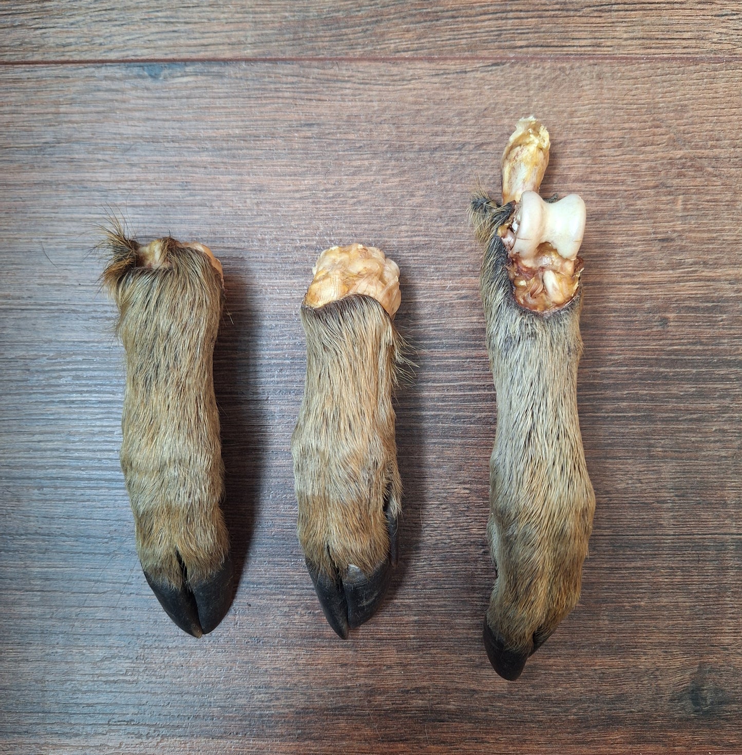 Wild boar lower legs