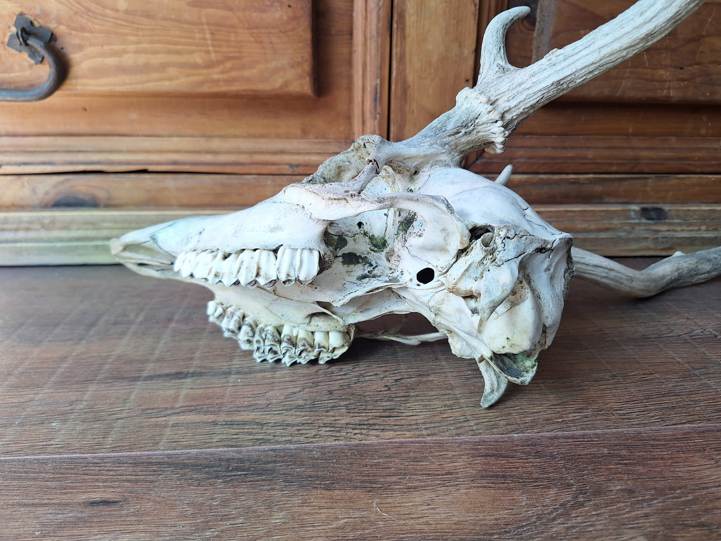 Red deer skull #2