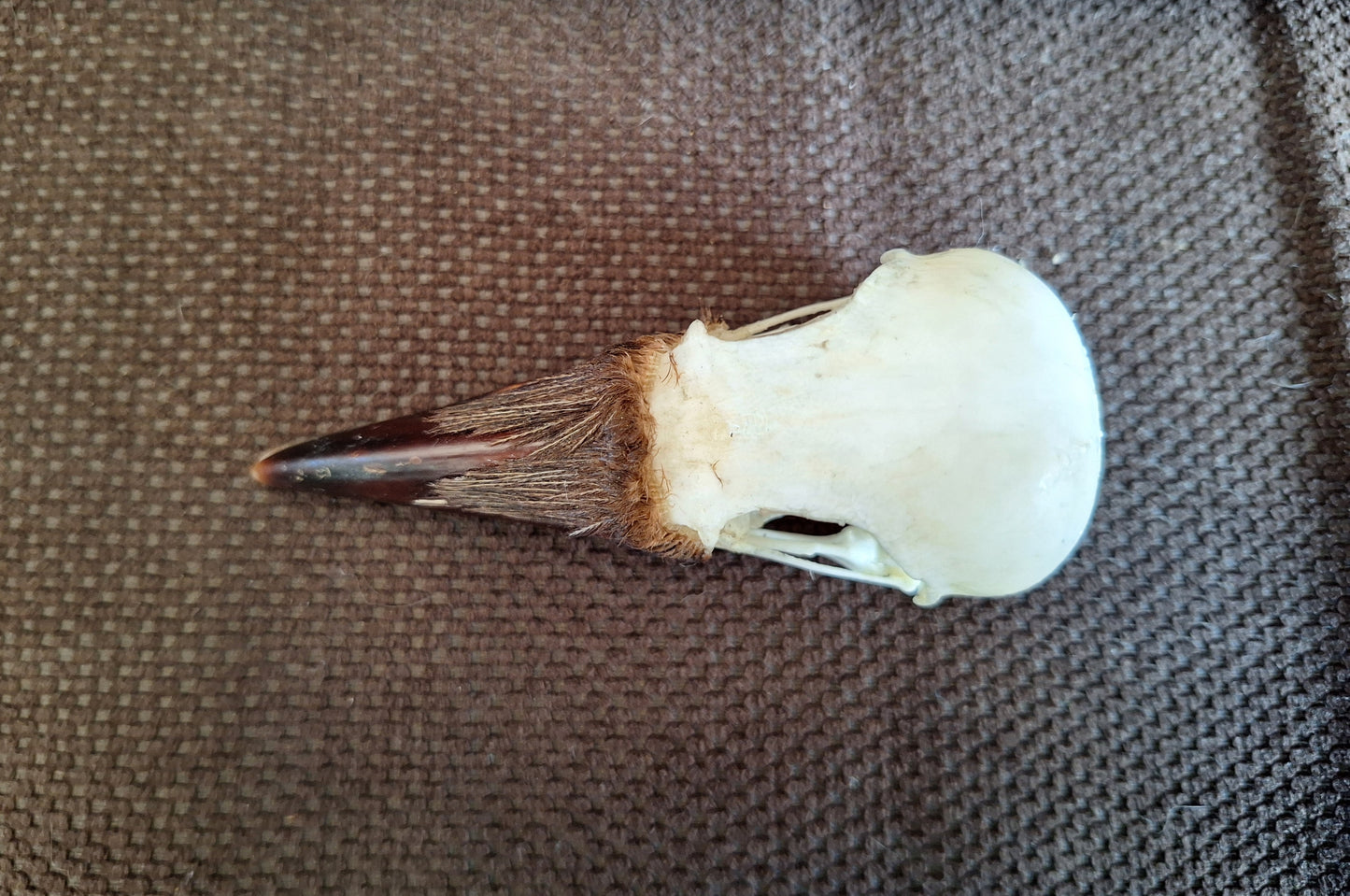 Crow skull #33