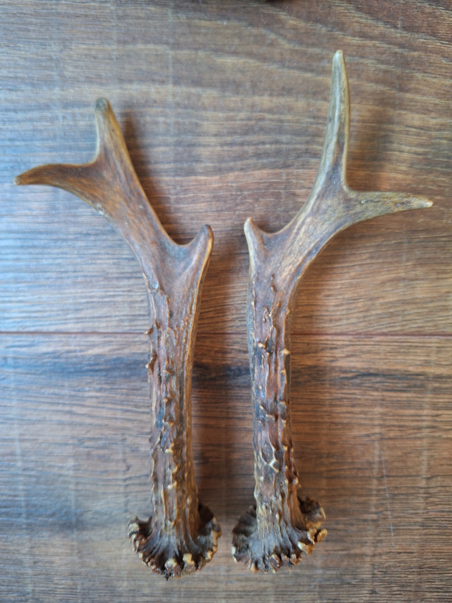Roe deer antlers, set of two