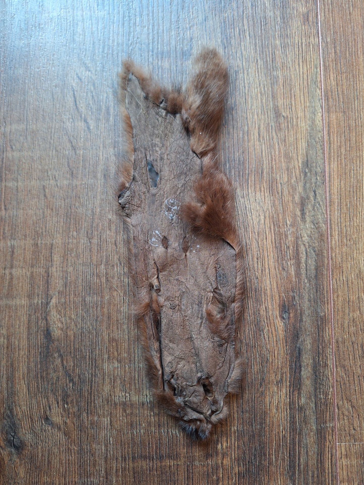 Squirrel hide #3