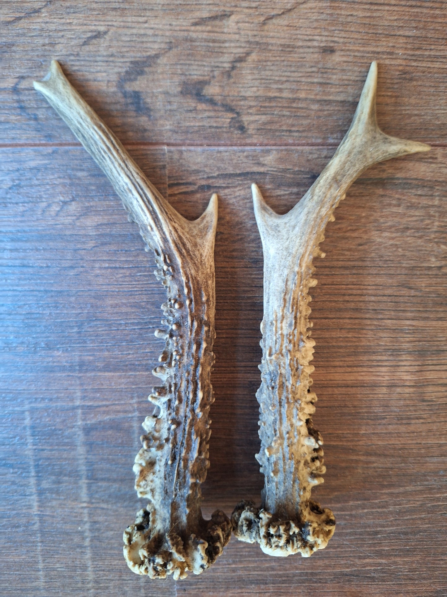 Roe deer antlers, set of two