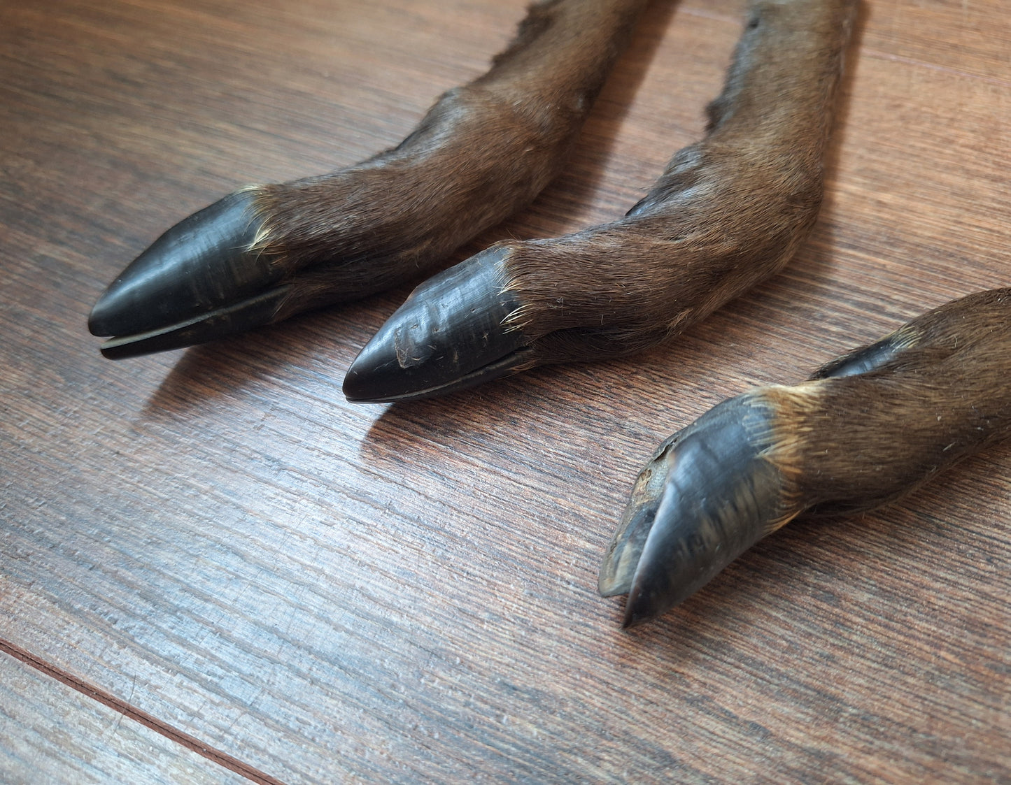 Black roe deer lower legs