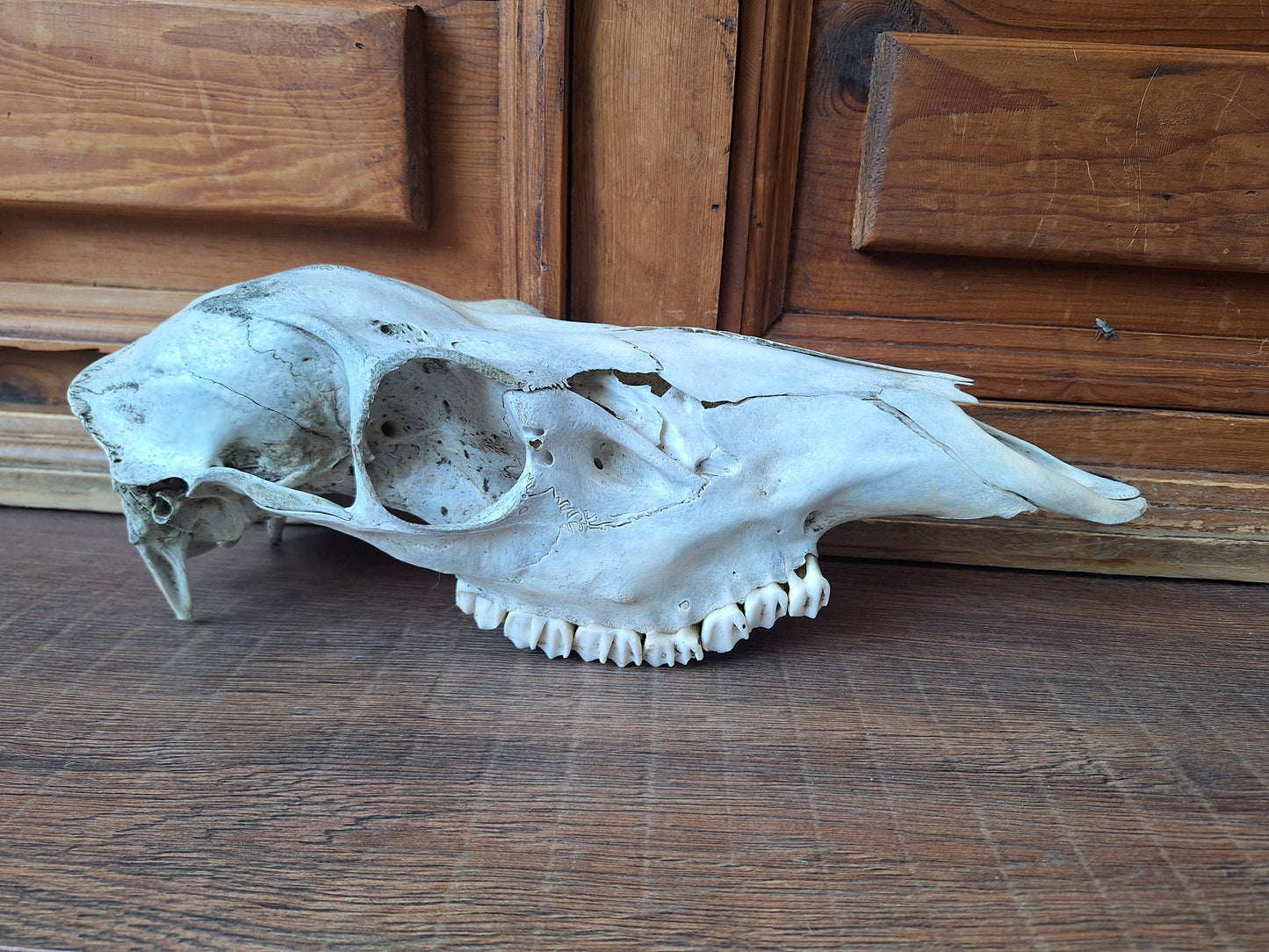 Red deer skull