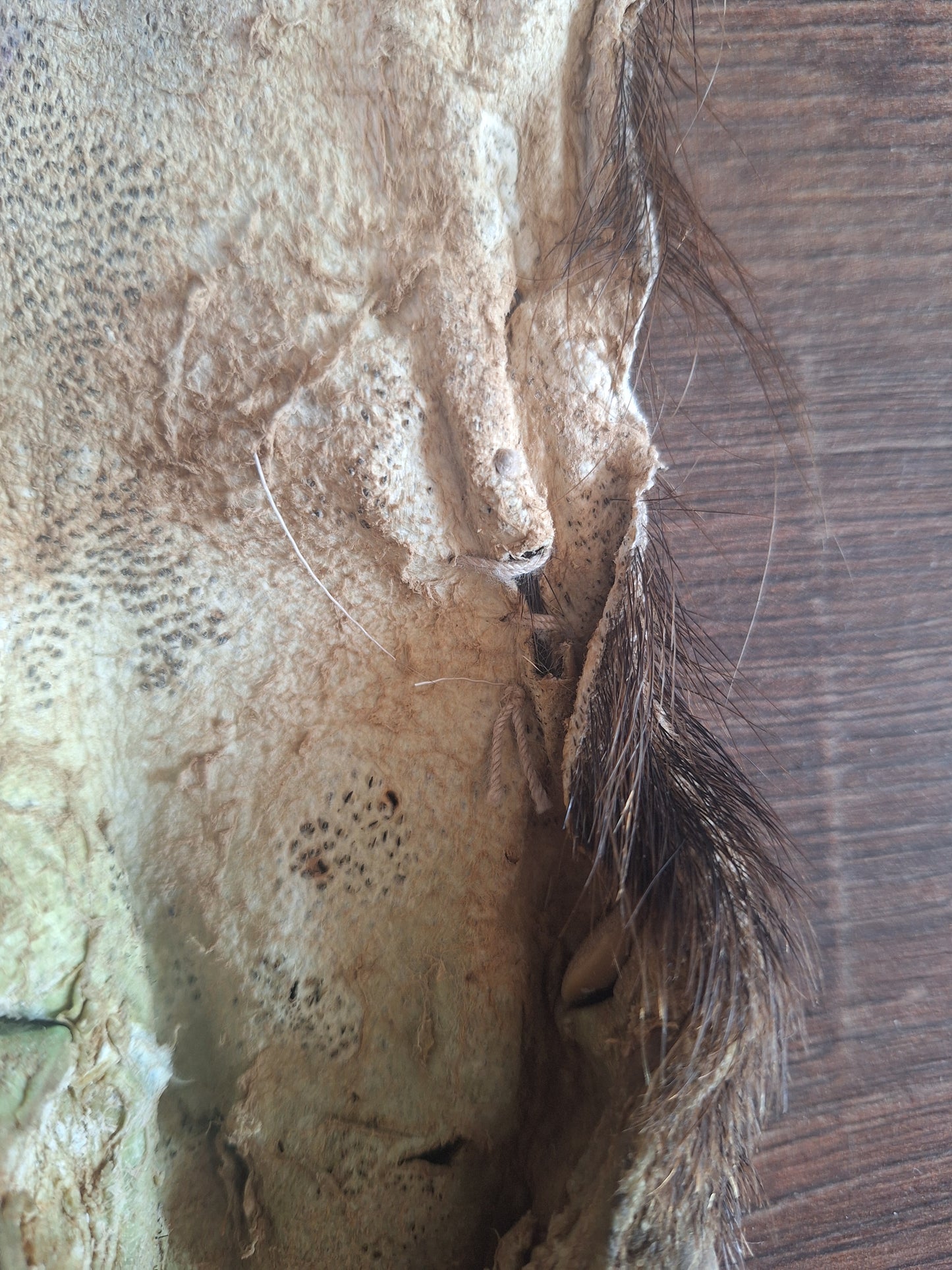 Wild boar lower leg hide, B-quality
