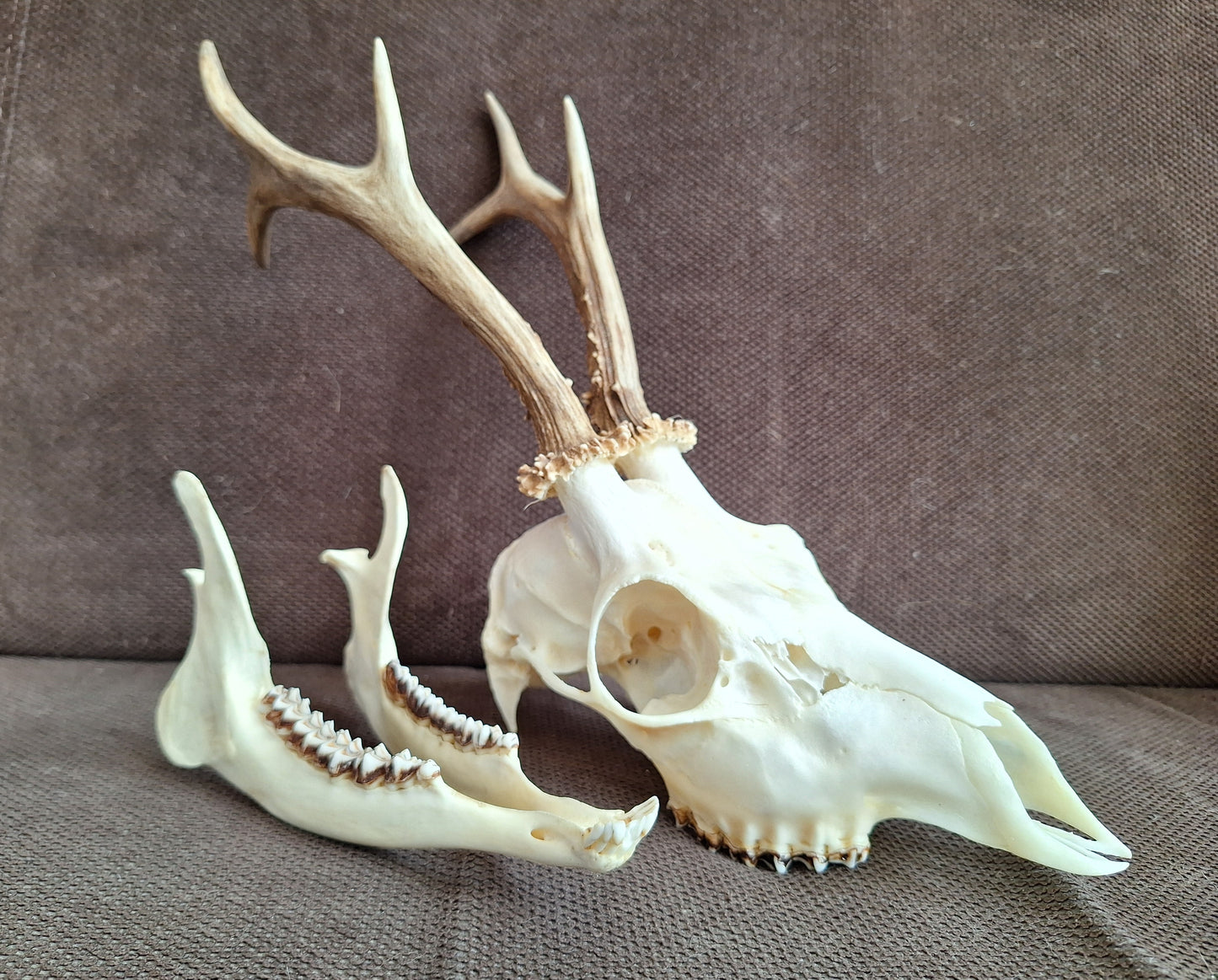 Roe buck skull #1