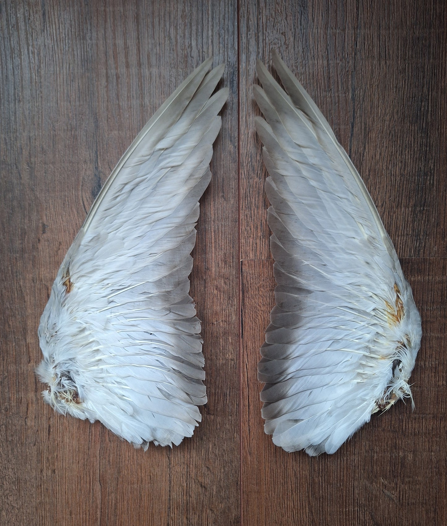 Domestic pigeon wings, set of 2