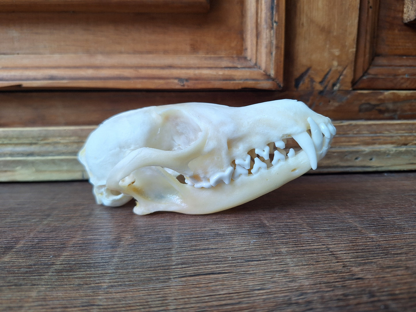 Fox skull #18