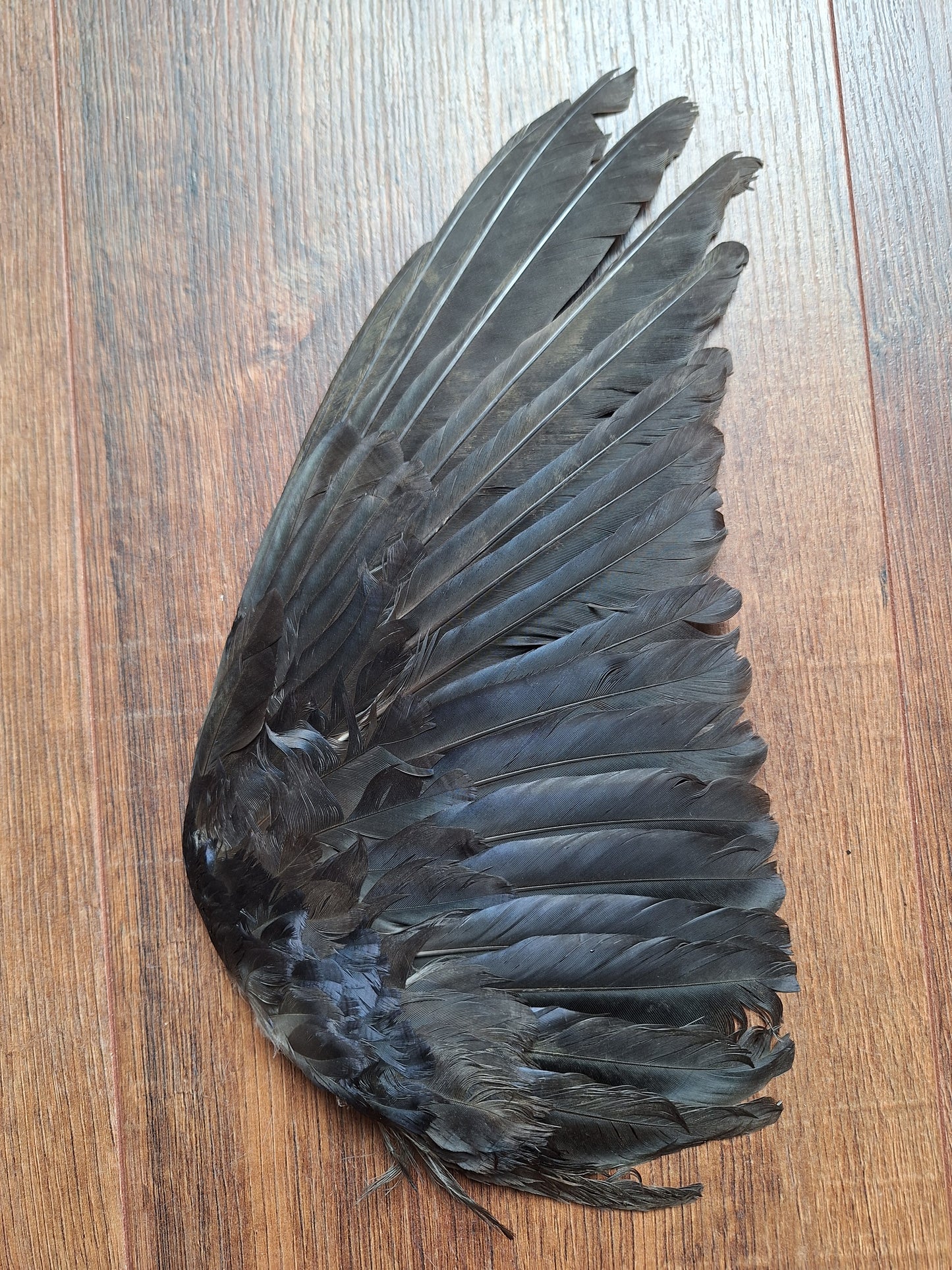 Crow single wing #42