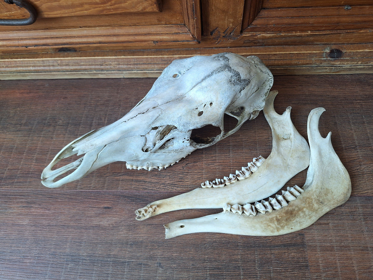 Red deer skull
