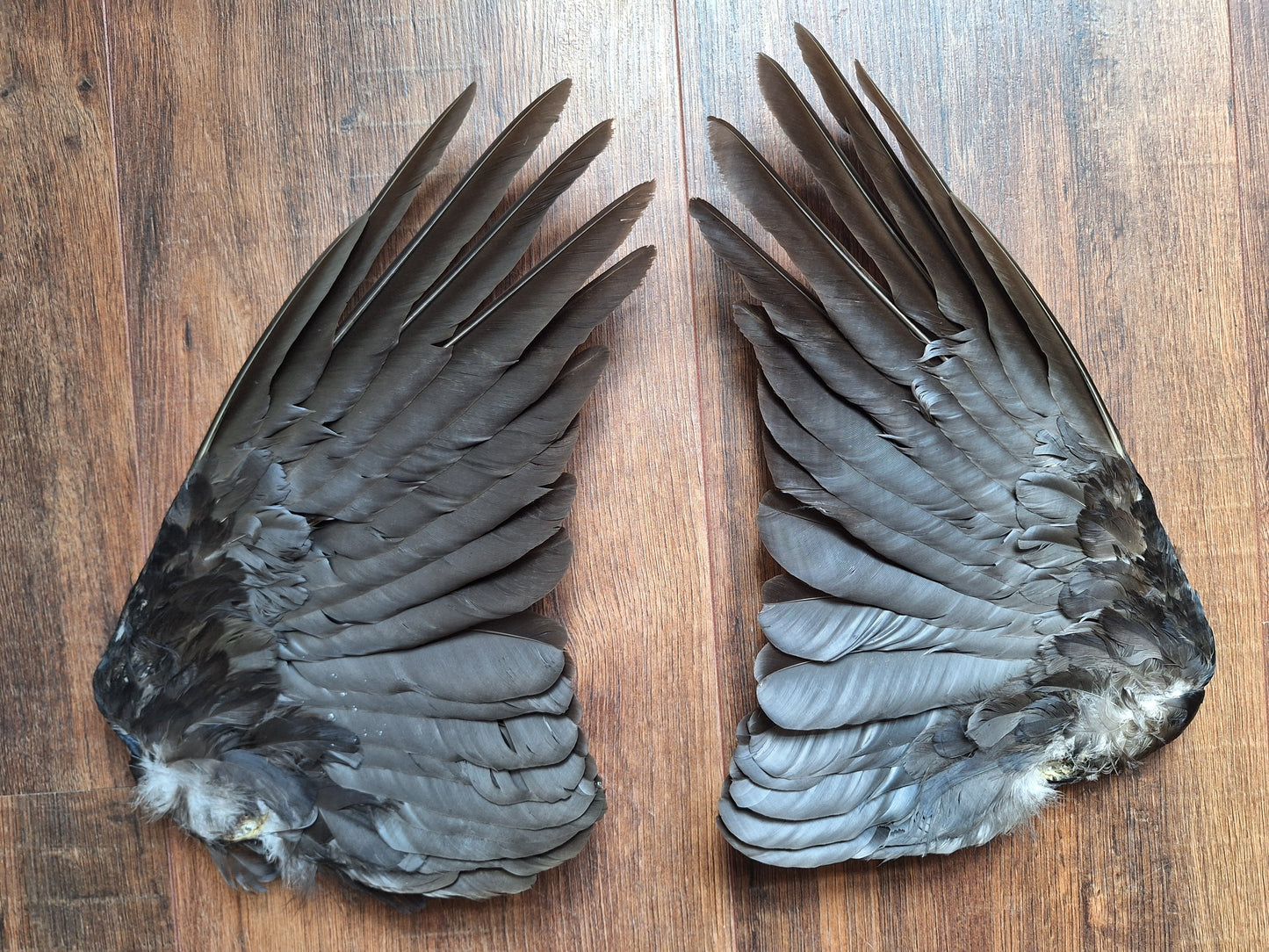 Crow set of wings #31