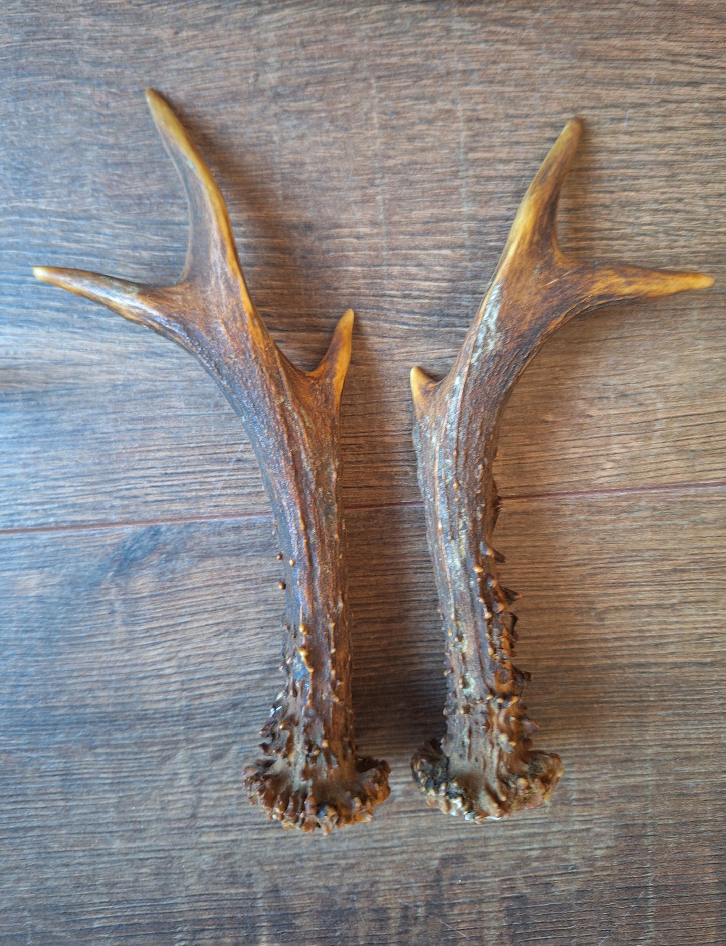 Roe deer antlers, set of two