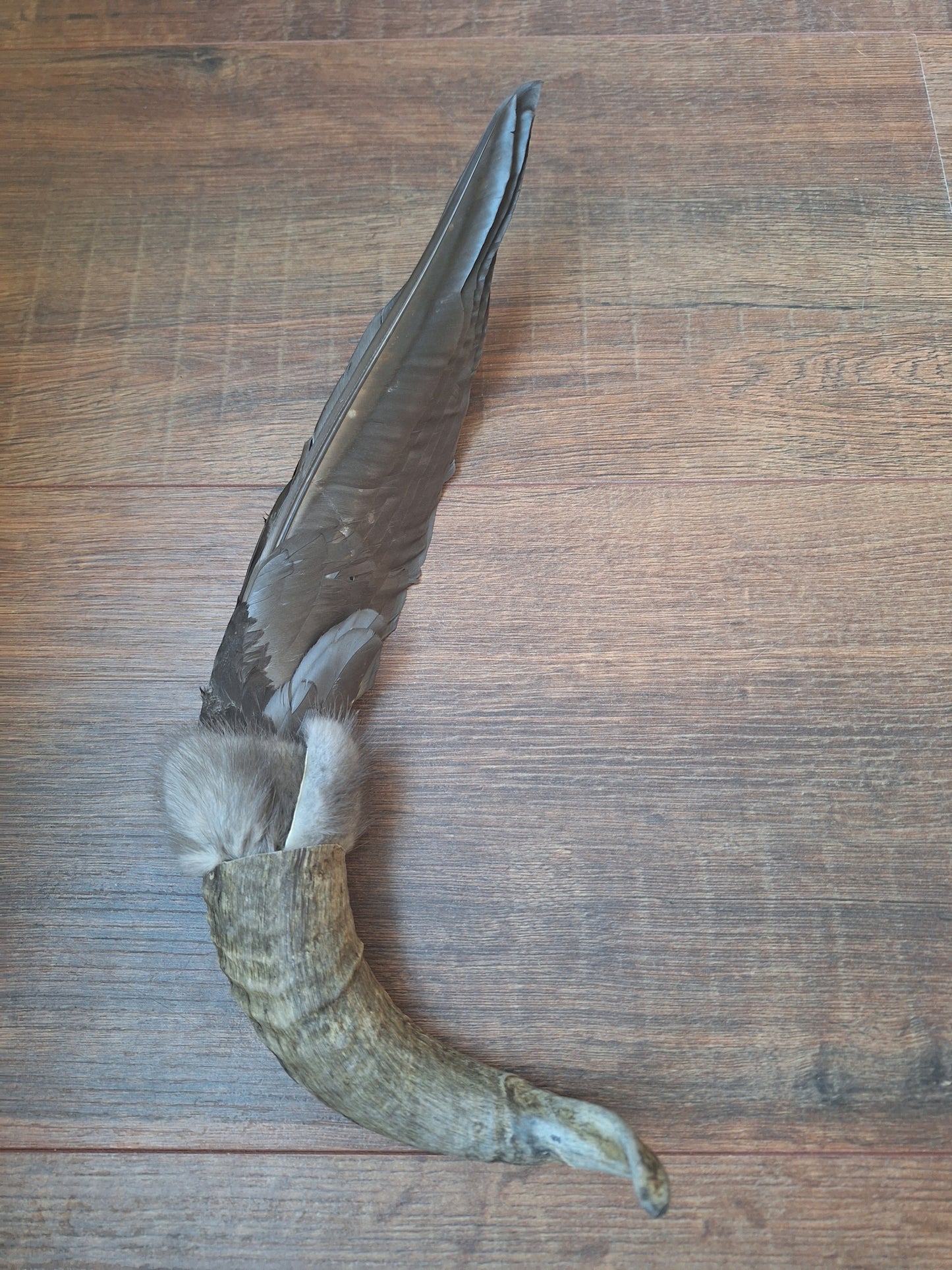 Horn feather fan Crow