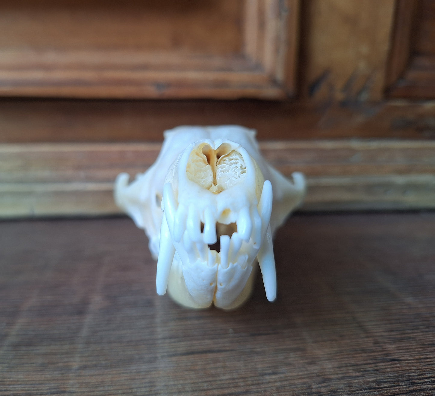 Fox skull #18